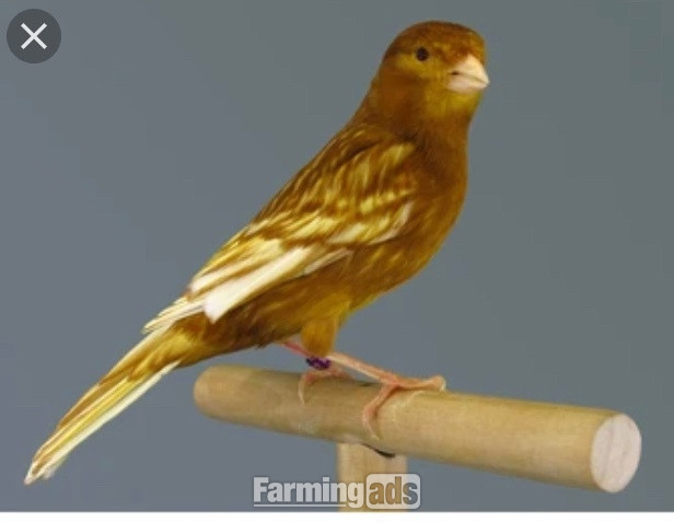 Phaeo and Red Black Canaries