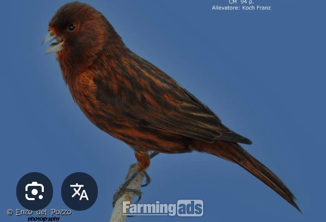  Phaeo and Red Black Canaries