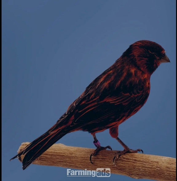Phaeo and Red Black Canaries - {CATEGORY}