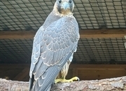 2026, 3/4 Peregrine X Sakers