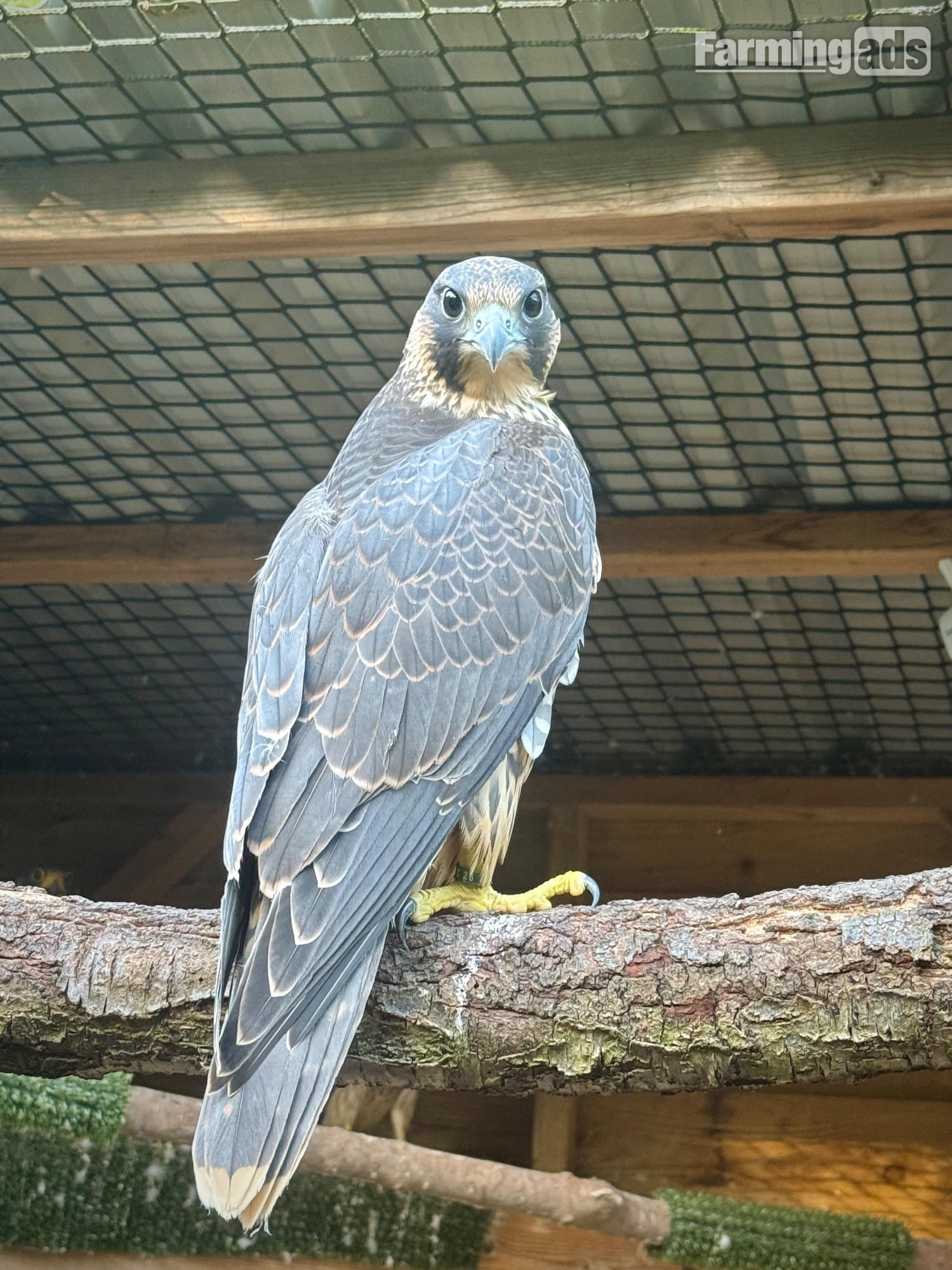 2026, 3/4 Peregrine X Sakers