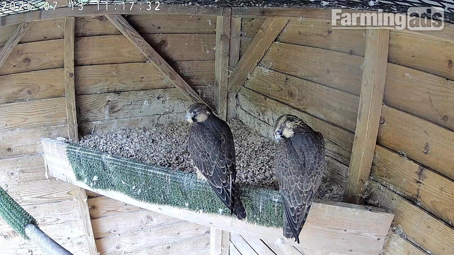 2026, 3/4 Peregrine X Sakers