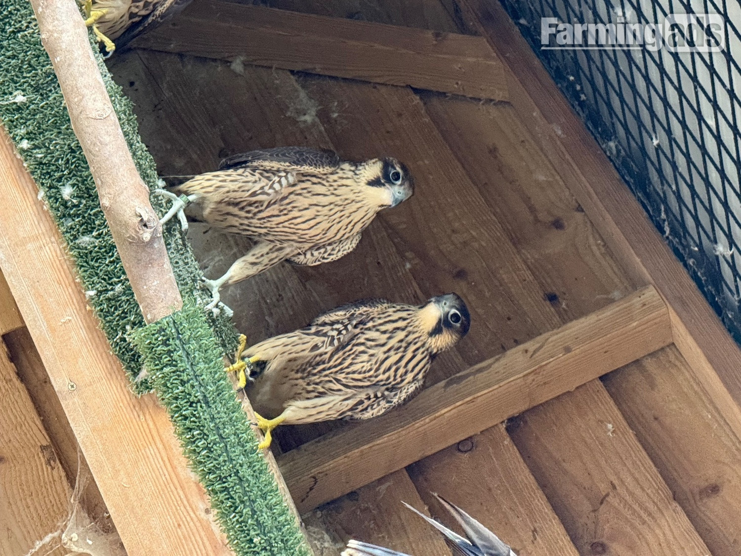  2026, 3/4 Peregrine X Sakers