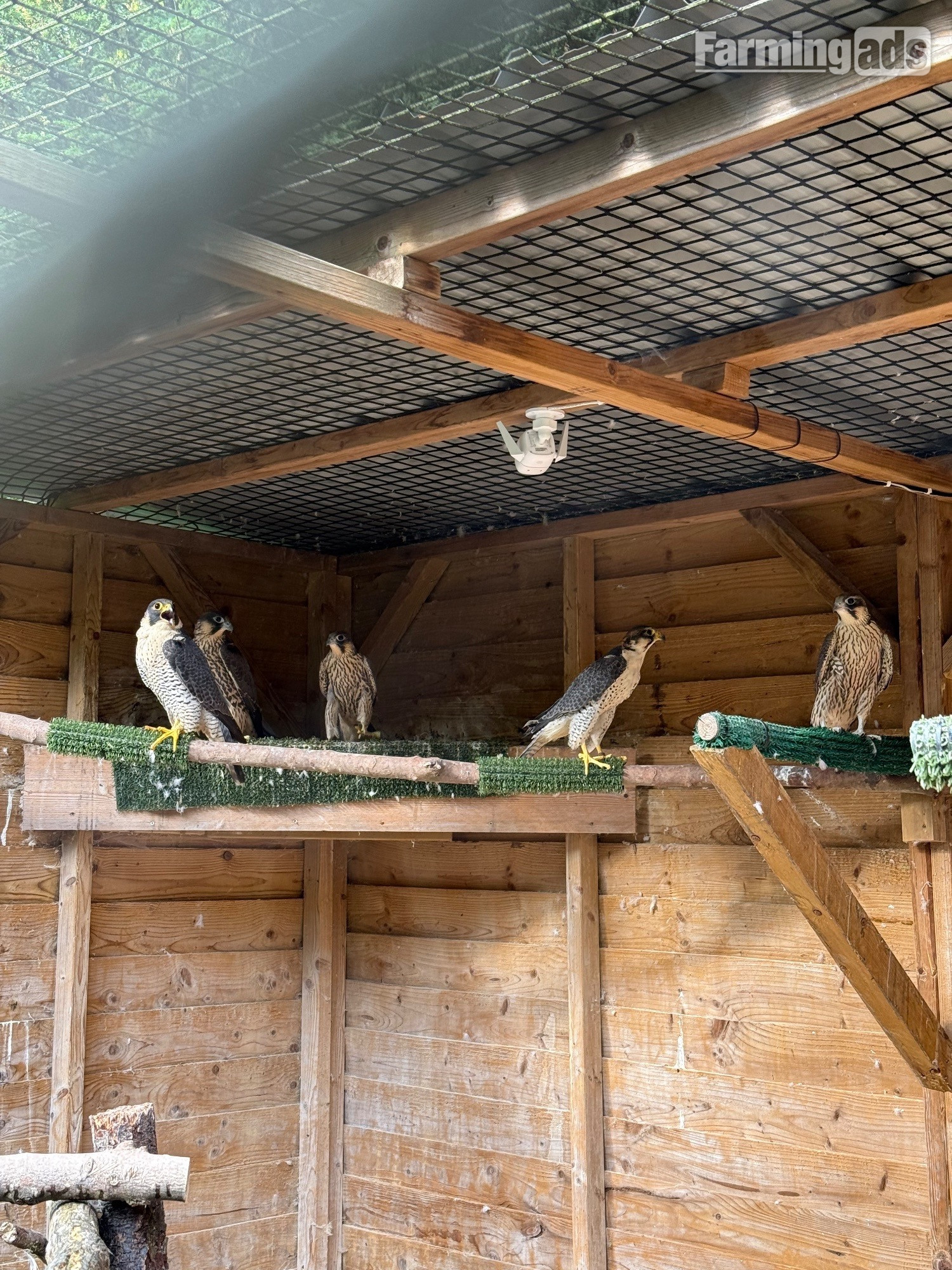 2026, 3/4 Peregrine X Sakers - {CATEGORY}