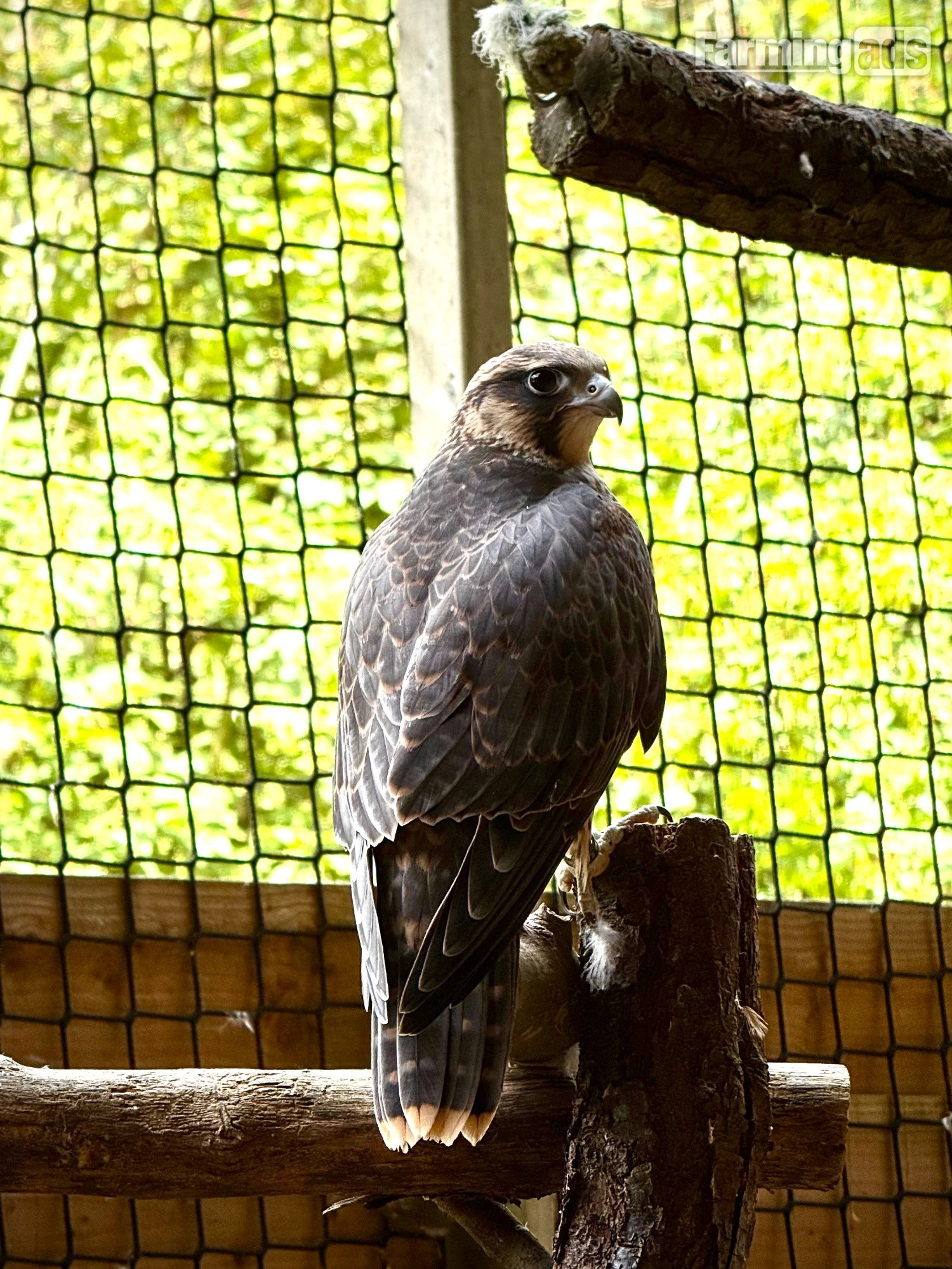 2026, 3/4 Peregrine X Sakers - {CATEGORY}