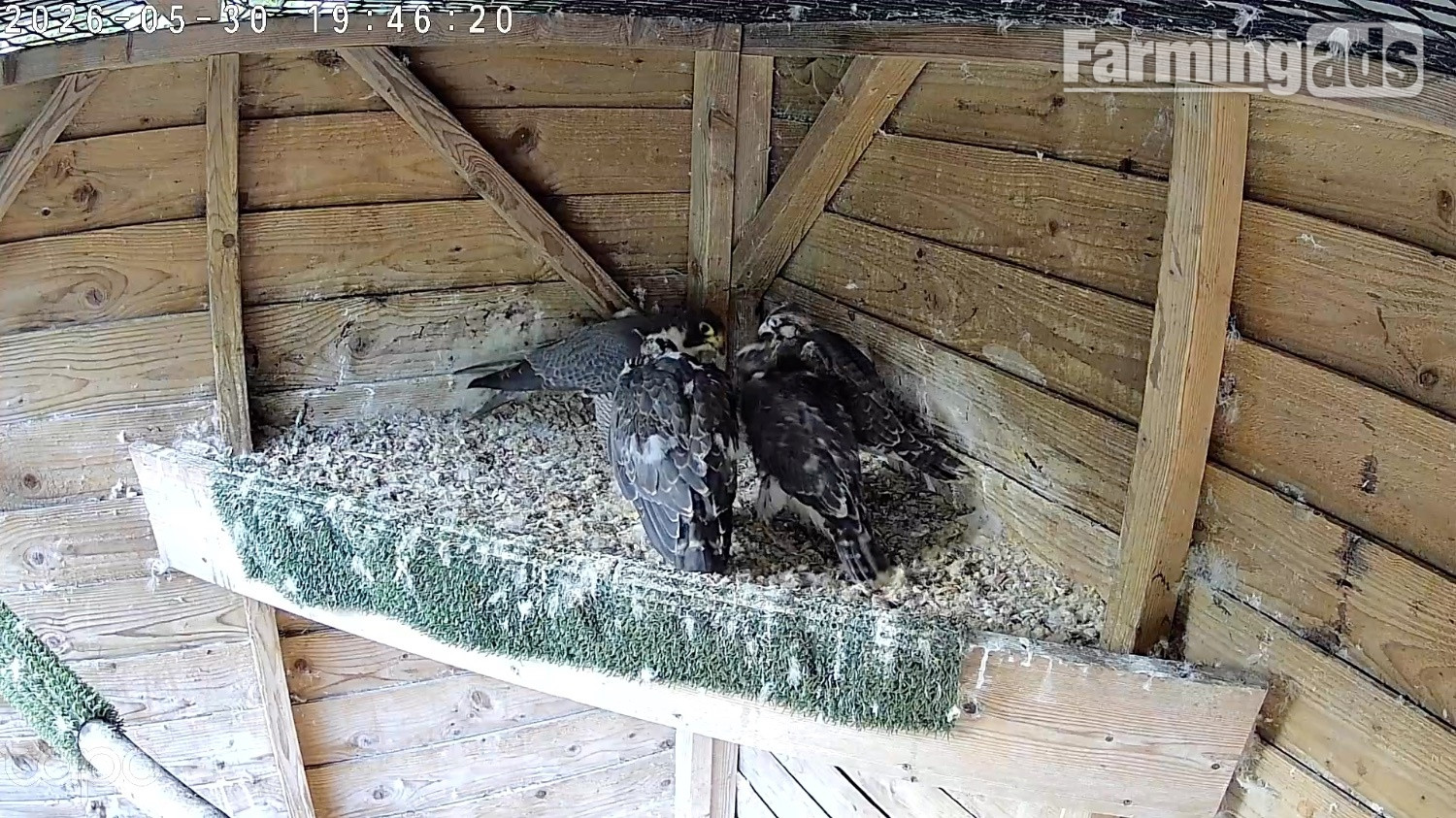 2026, 3/4 Peregrine X Sakers 
