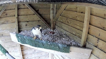 2026, 3/4 Peregrine X Sakers
