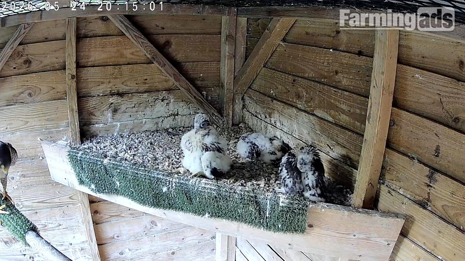 {CATEGORY} - 2026, 3/4 Peregrine X Sakers