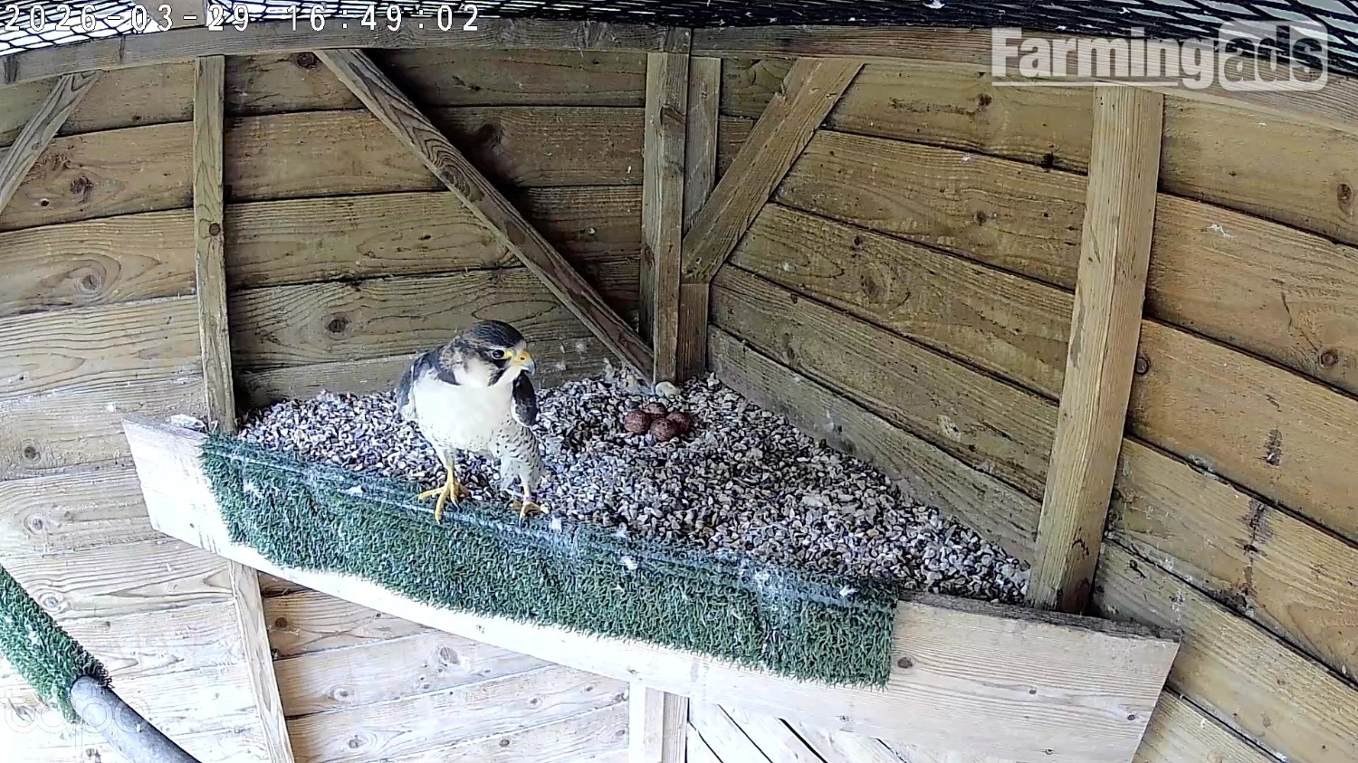 {CATEGORY} - 2026, 3/4 Peregrine X Sakers
