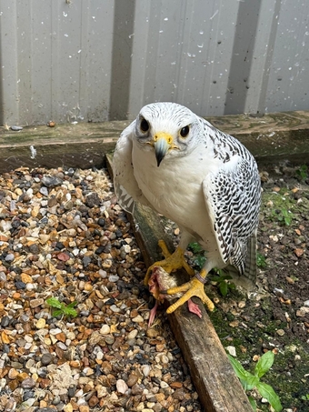 White 7/8 gyr x saker imprint + p/r Gyr 