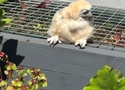 Spectacled owl for sale  DNA’d male  Hand reared. 4 weeks old