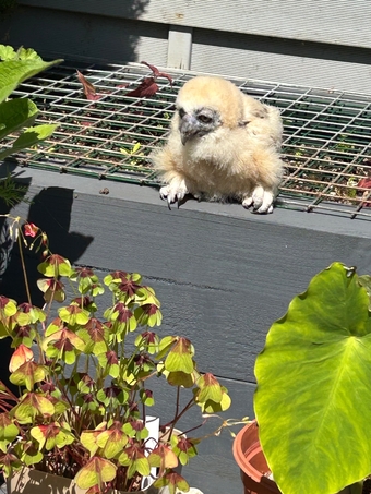 Spectacled owl for sale  DNA’d male  Hand reared. 4 weeks old