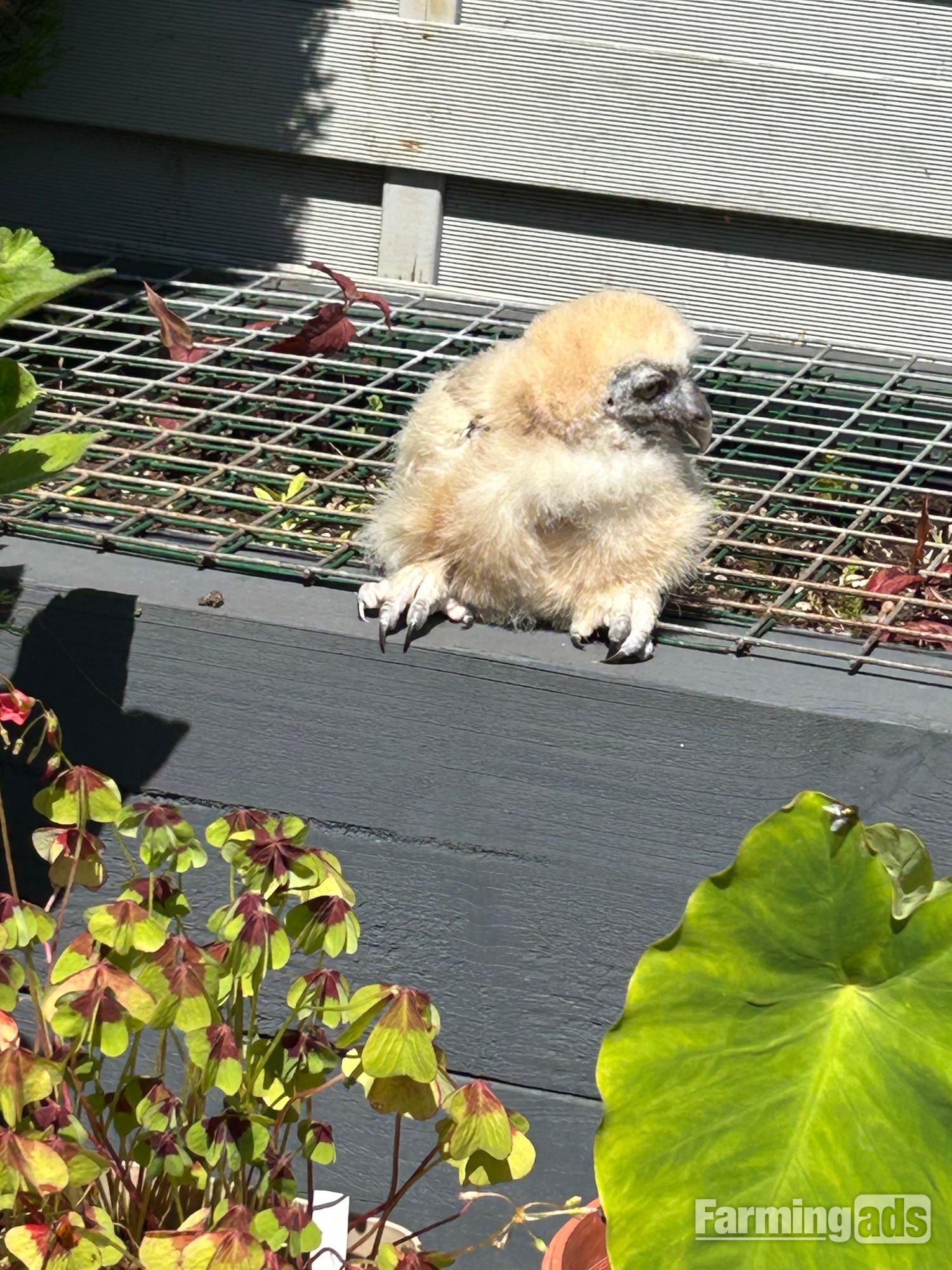 Spectacled owl for sale  DNA’d male  Hand reared. 4 weeks old