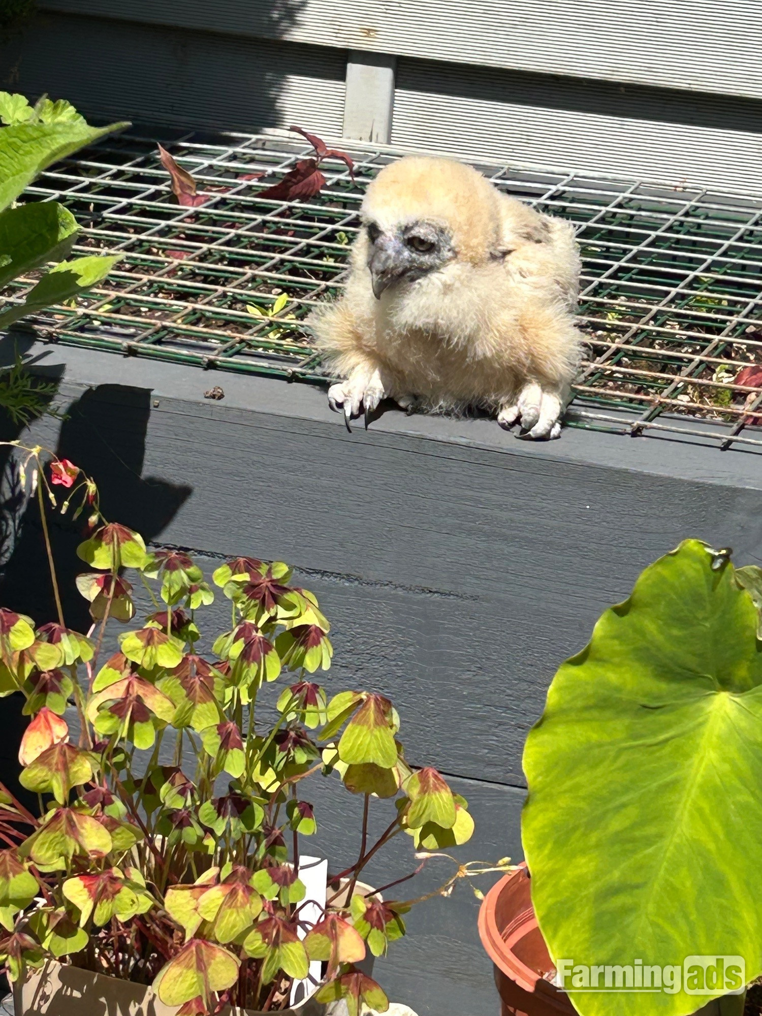 Spectacled owl for sale  DNA’d male  Hand reared. 4 weeks old