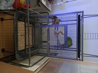HAHNS MACAW FOR SALE 