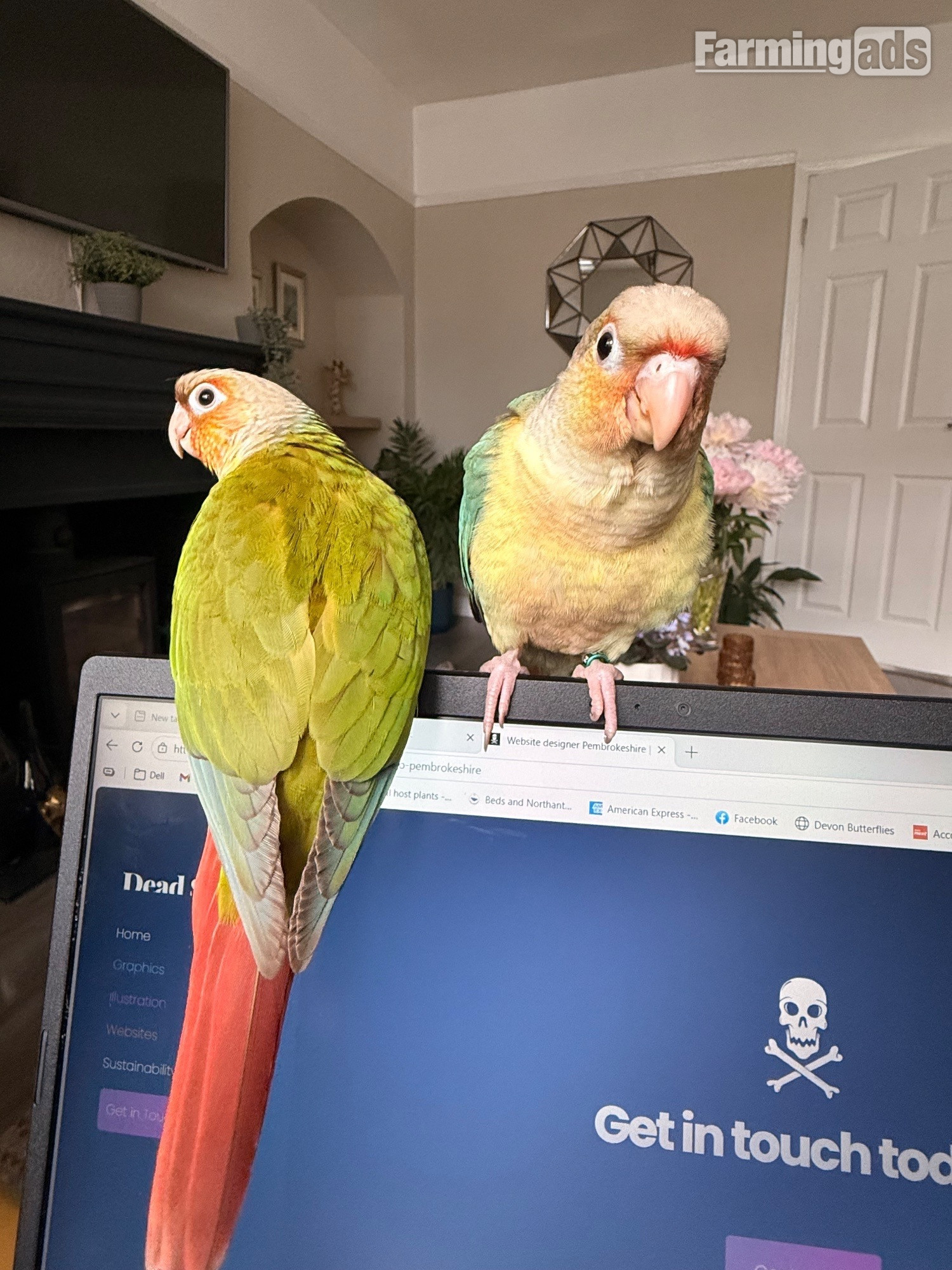 Hand reared baby Green cheek conures