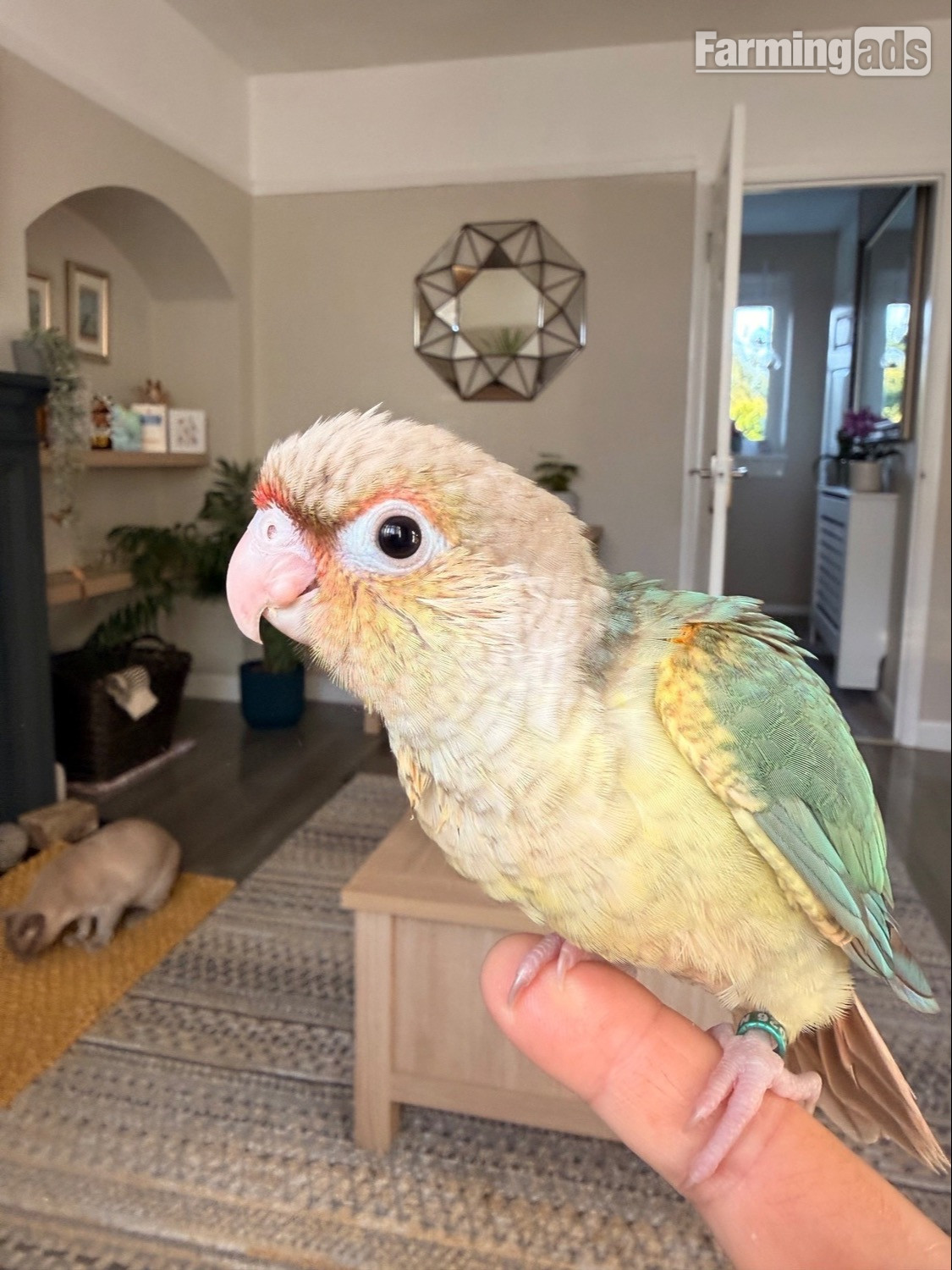  Hand reared baby Green cheek conures