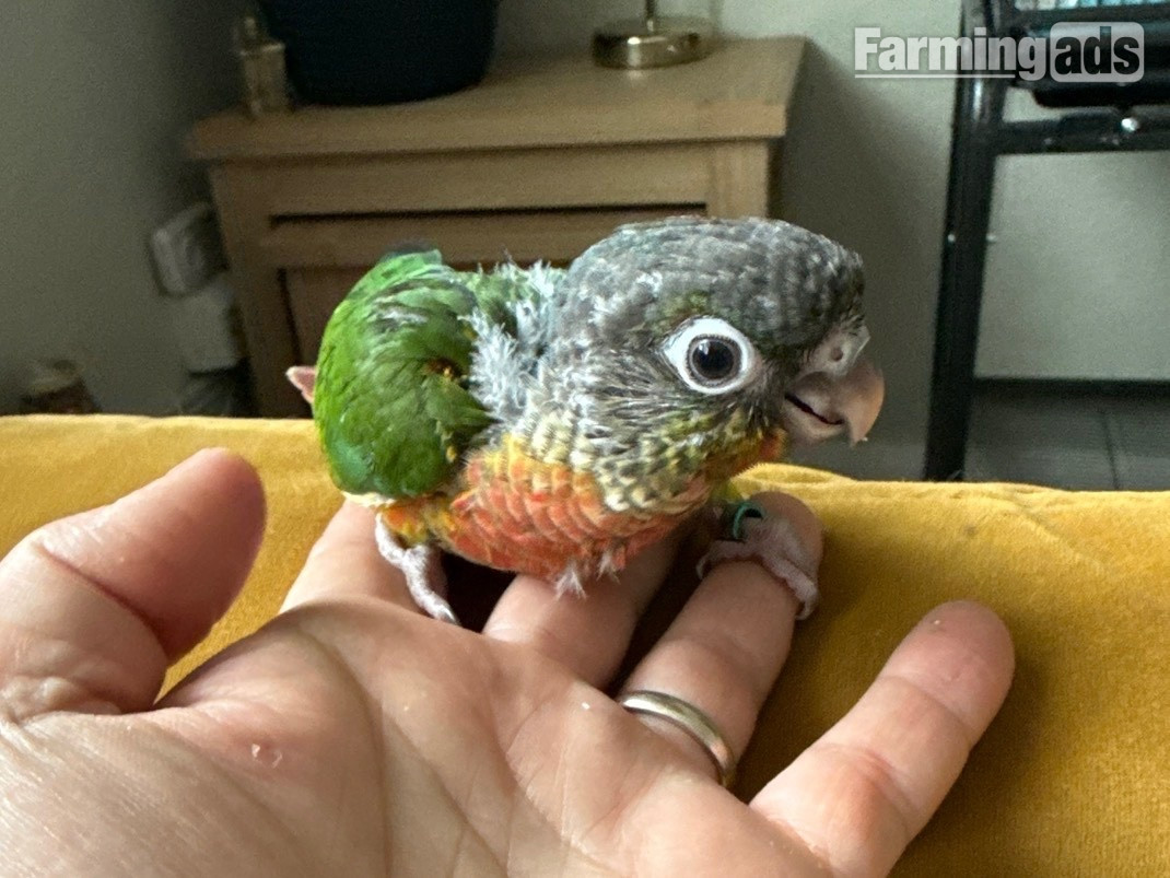 Hand reared baby Green cheek conures - {CATEGORY}
