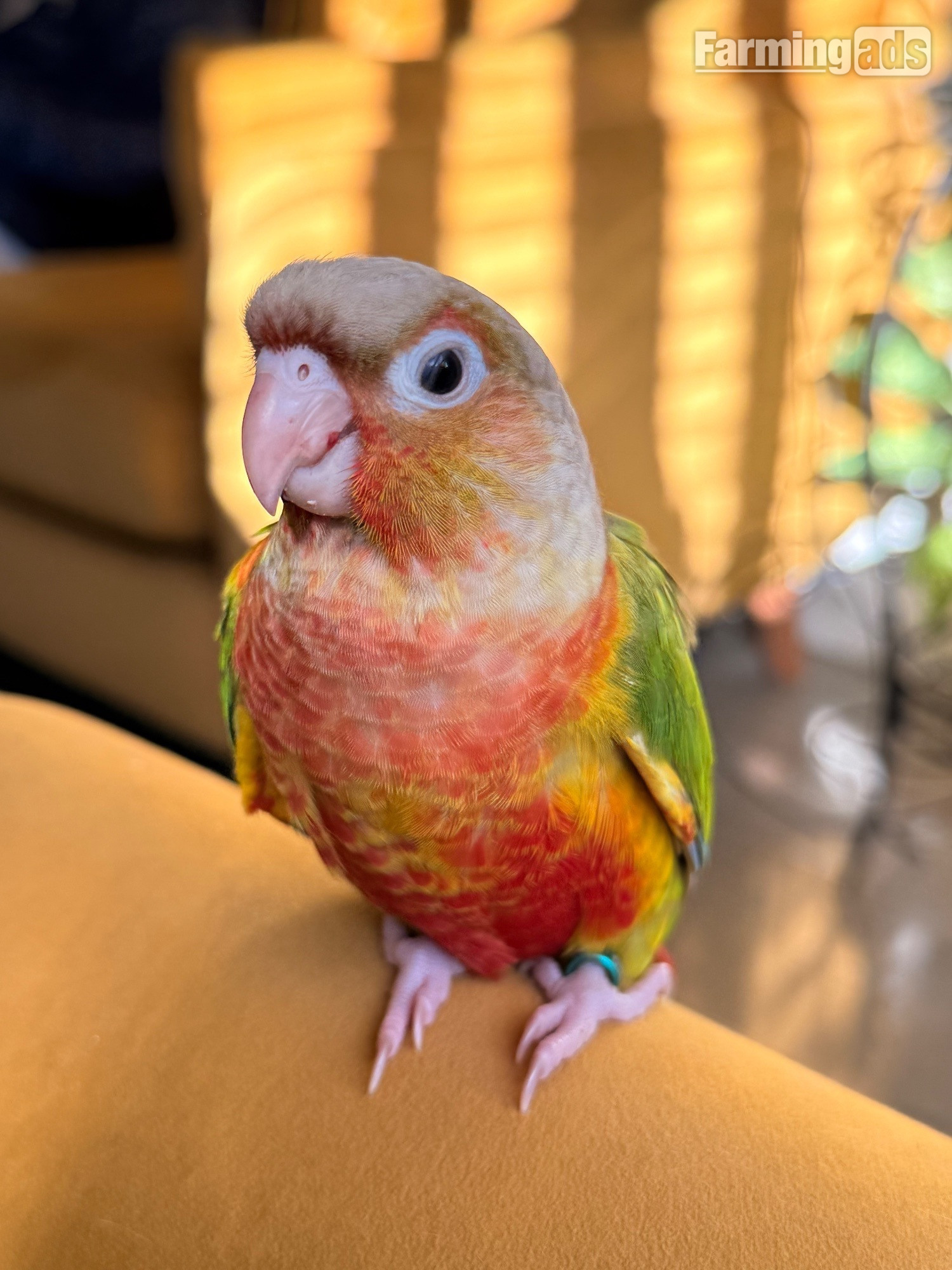 Hand reared baby Green cheek conures - {CATEGORY}