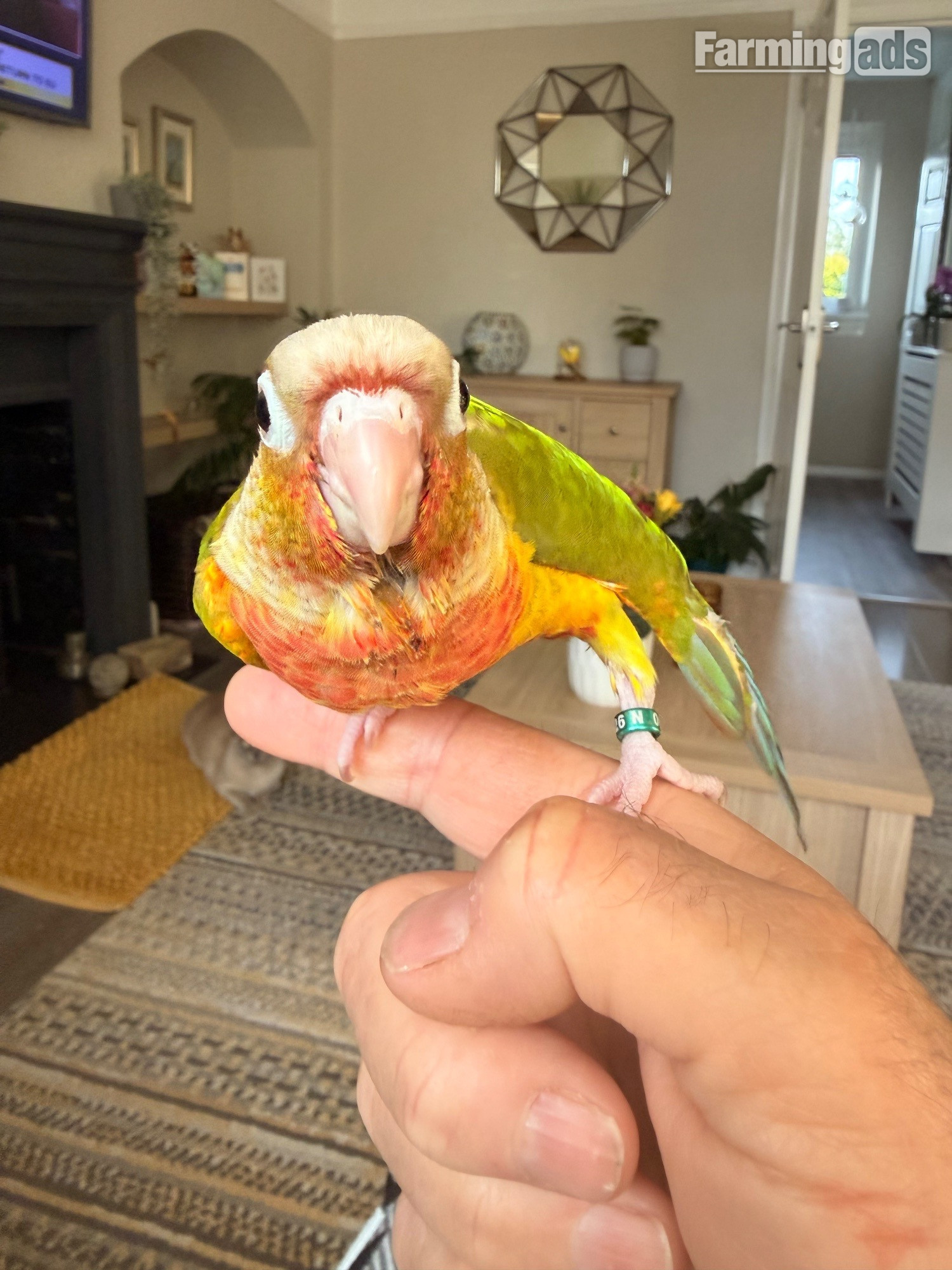 Hand reared baby Green cheek conures 
