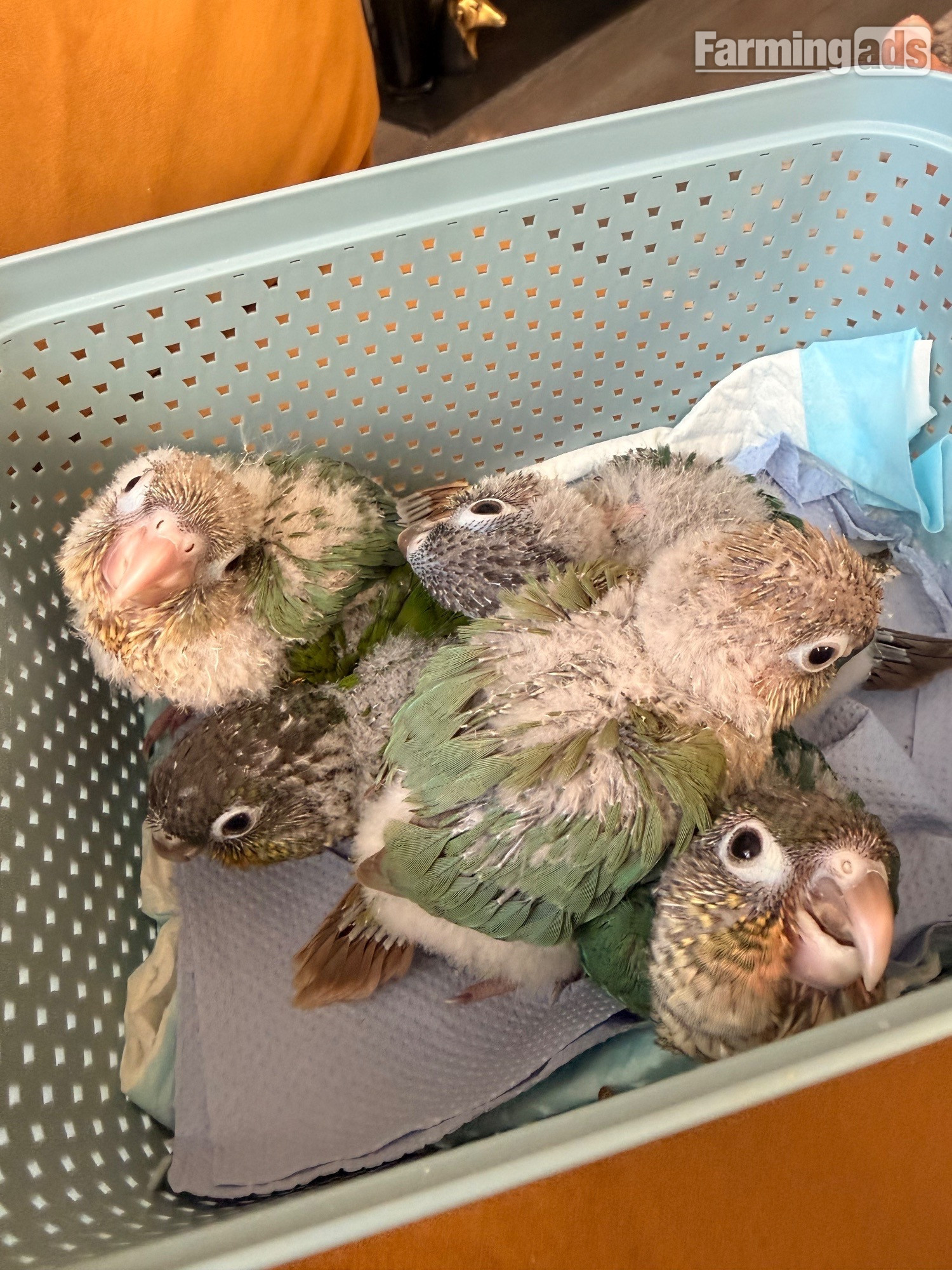 {CATEGORY} - Hand reared baby Green cheek conures
