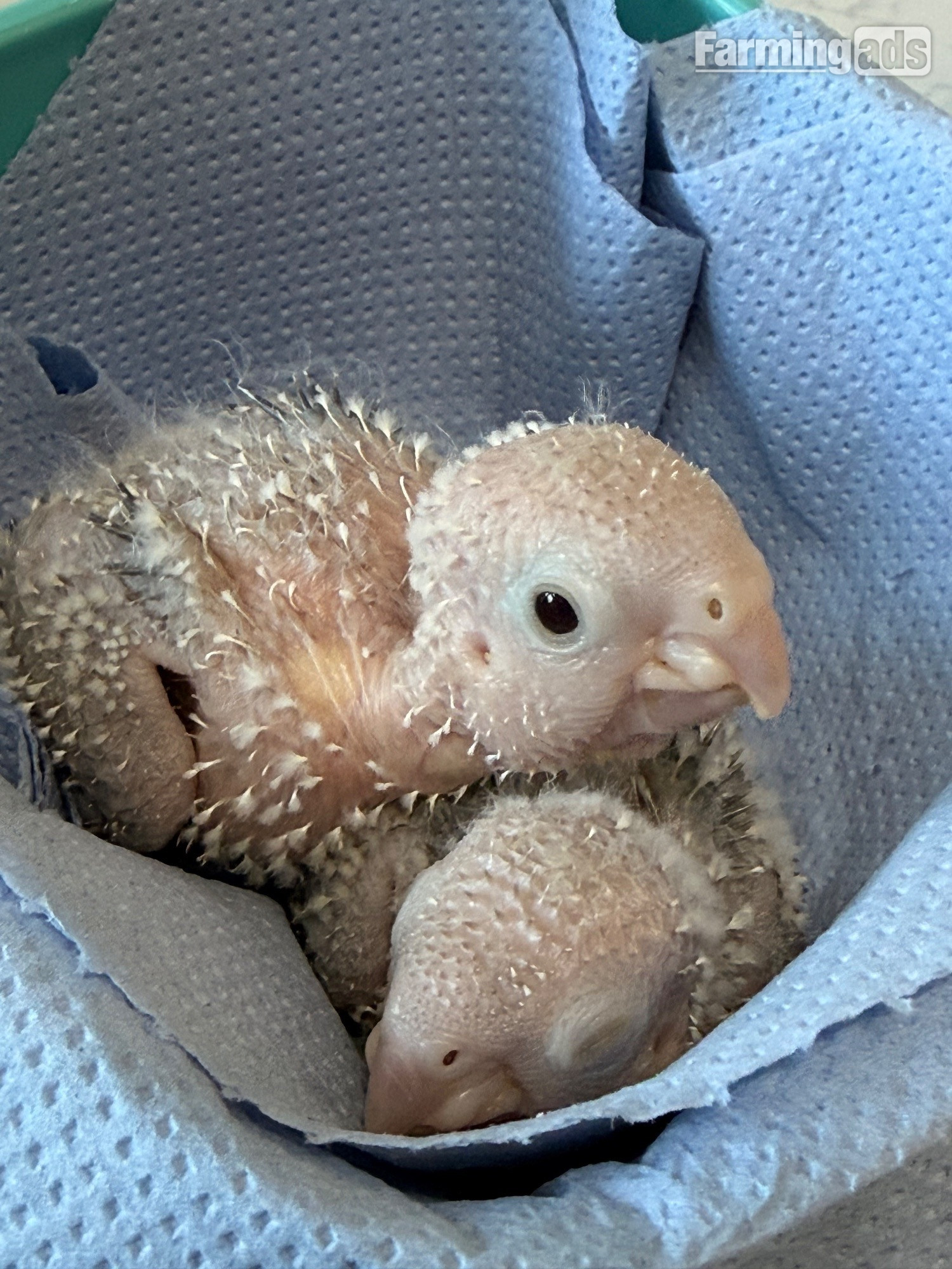 {CATEGORY} - Hand reared baby Green cheek conures