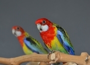 golden-mantled Rosella’s available.