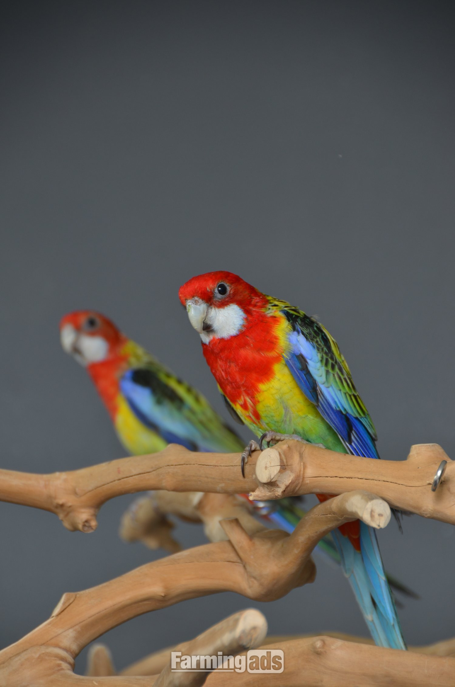 golden-mantled Rosella’s available.