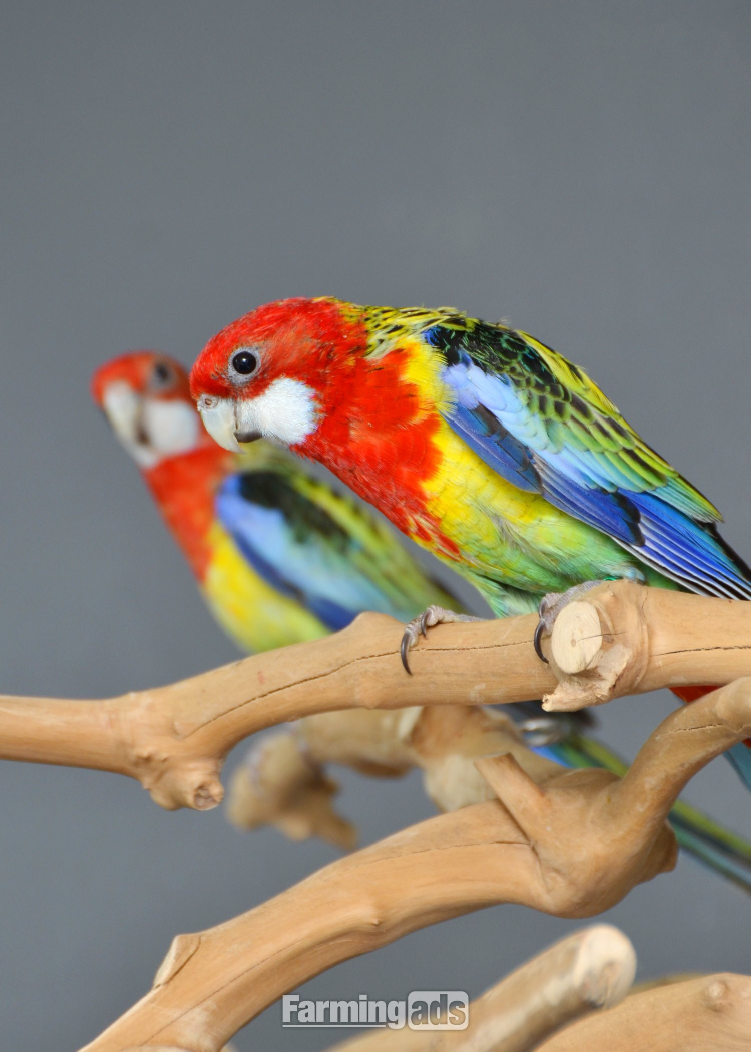 golden-mantled Rosella’s available.