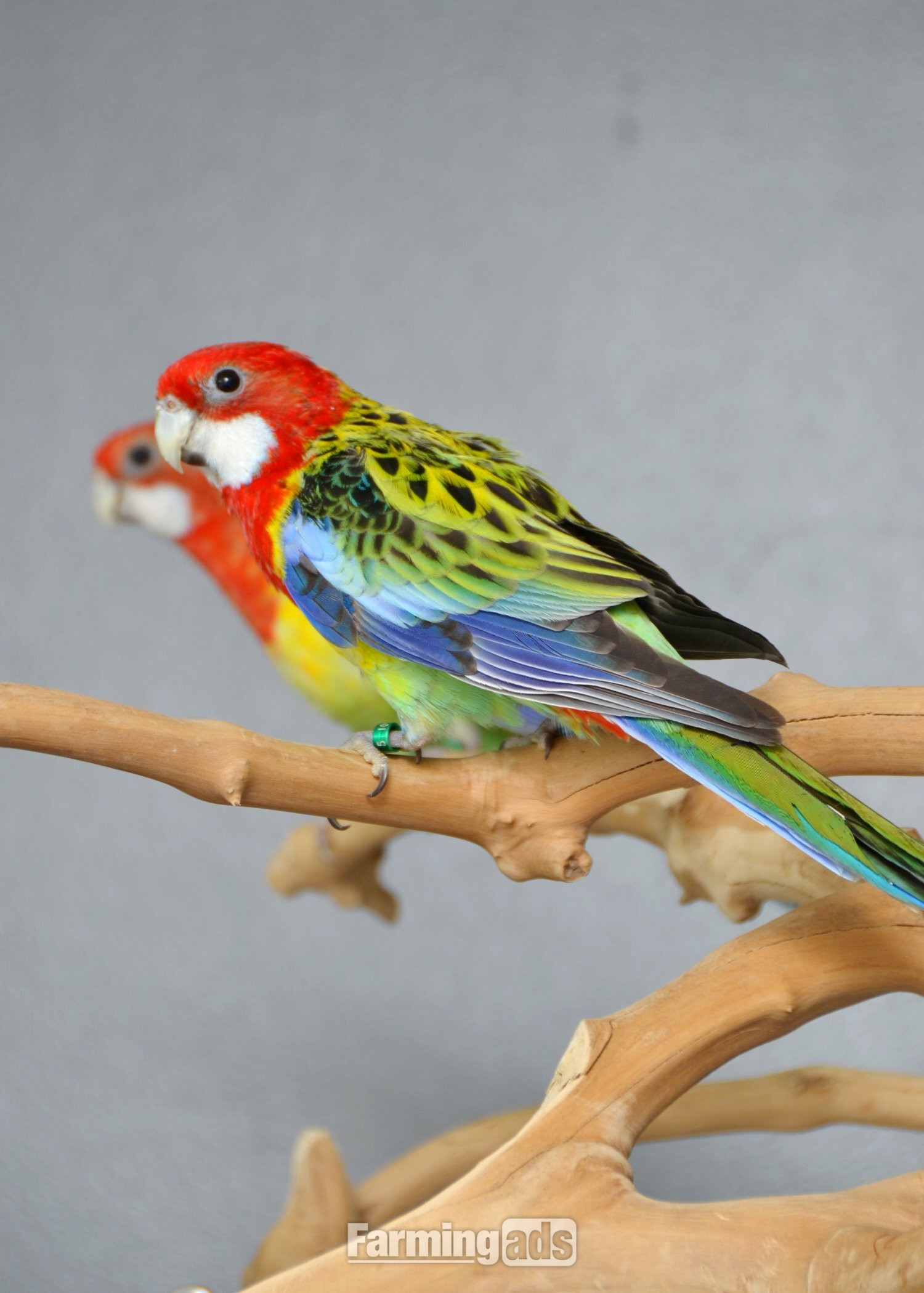  golden-mantled Rosella’s available.