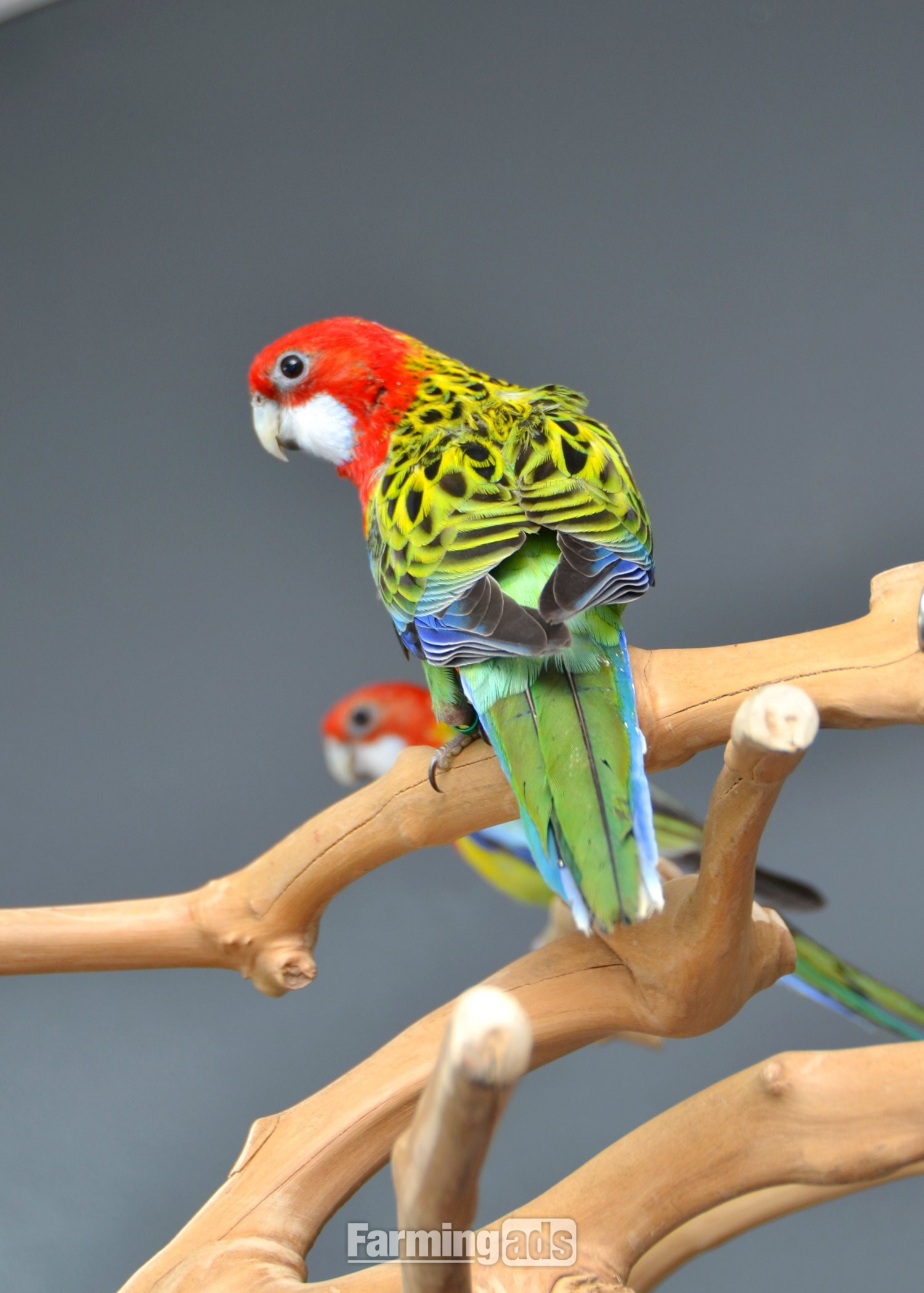 golden-mantled Rosella’s available. - {CATEGORY}