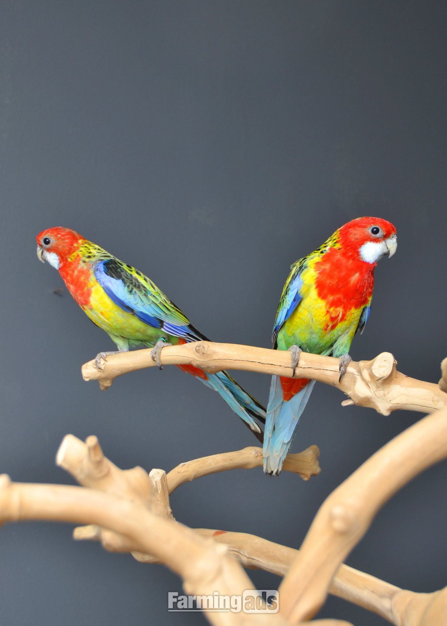 golden-mantled Rosella’s available. - {CATEGORY}
