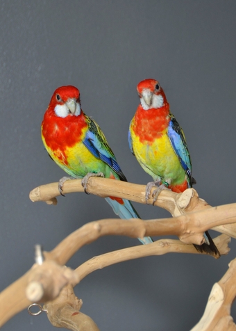 golden-mantled Rosella’s available.