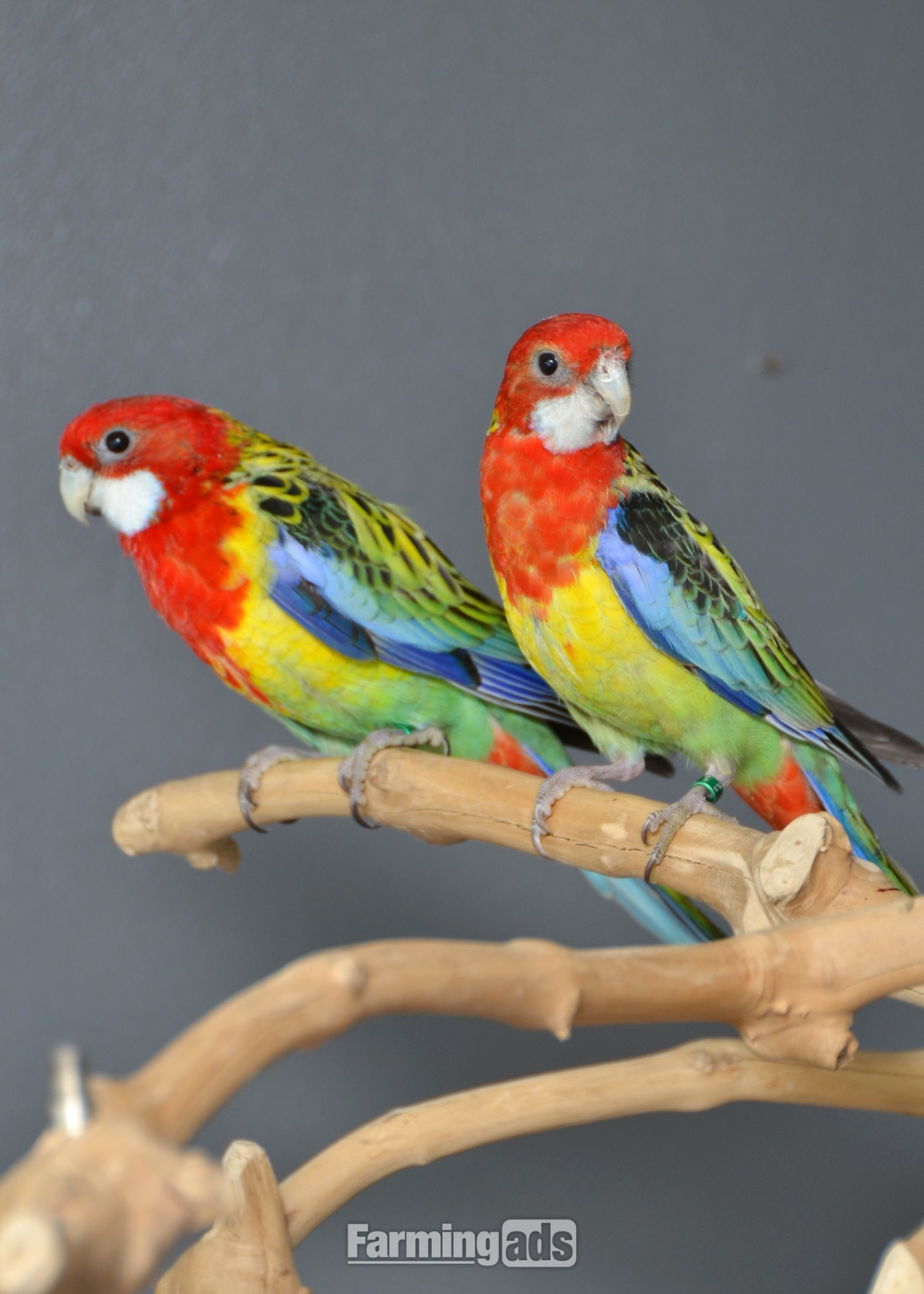 golden-mantled Rosella’s available. 