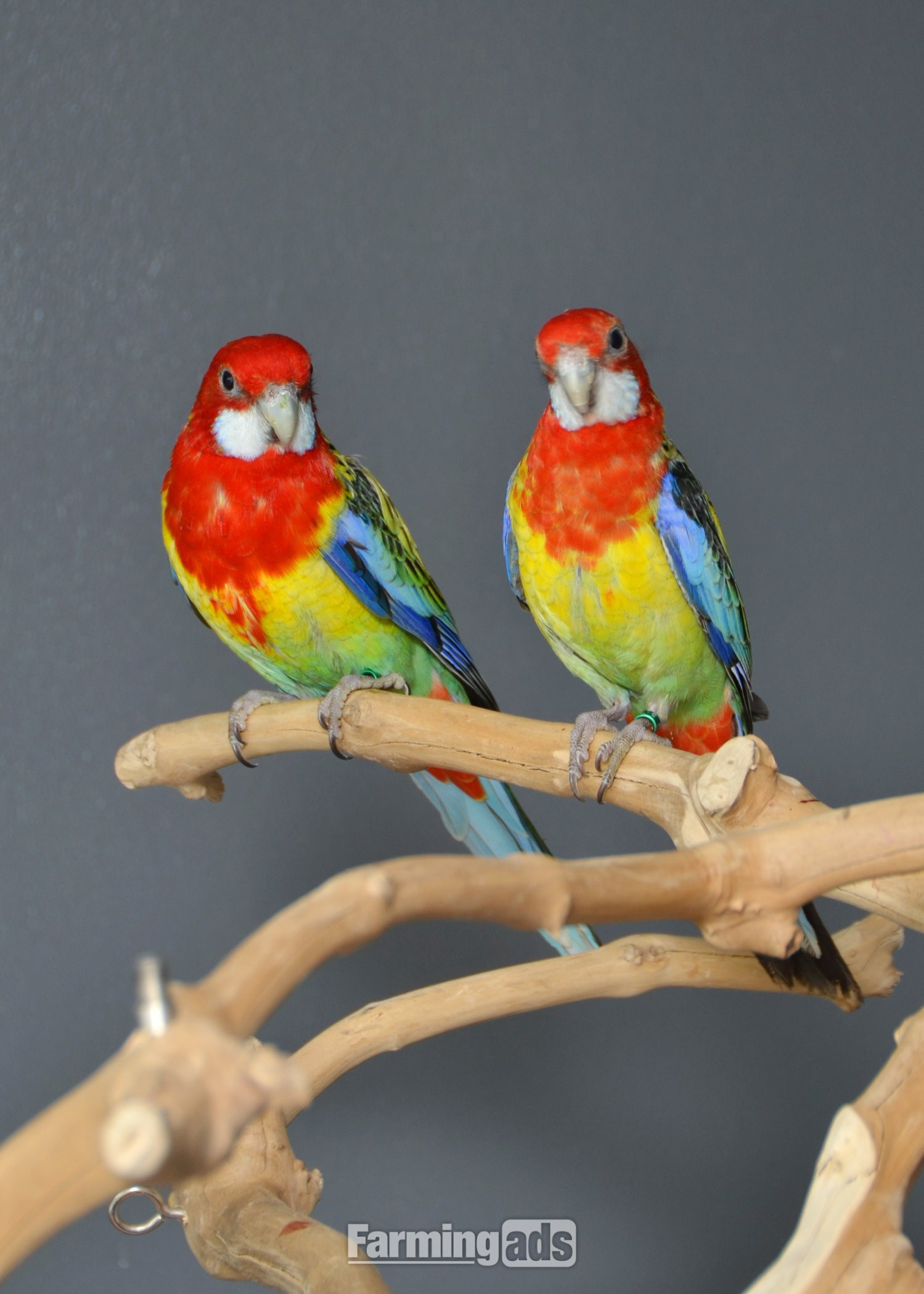 {CATEGORY} - golden-mantled Rosella’s available.