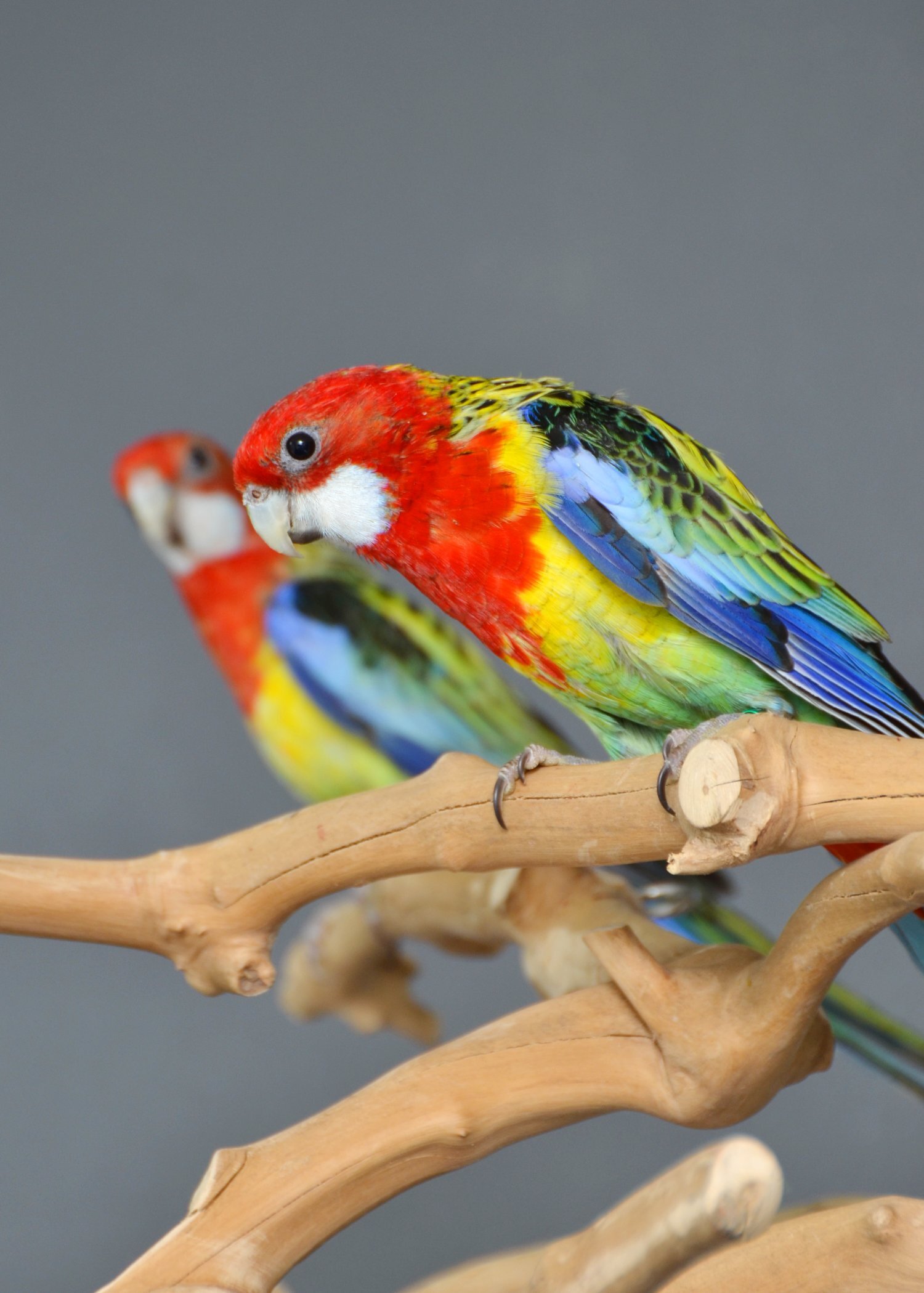 golden-mantled Rosella’s available.