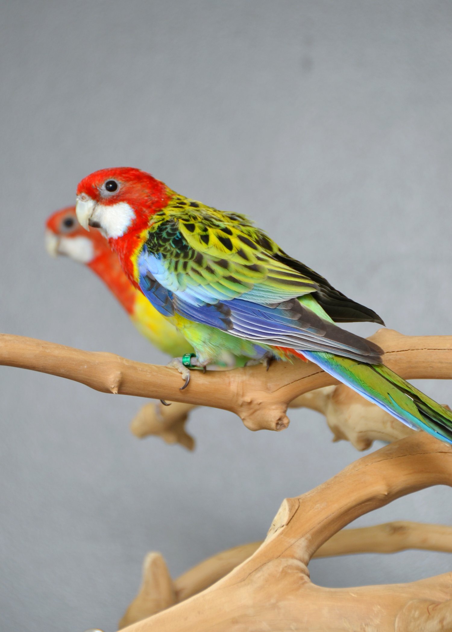  golden-mantled Rosella’s available.