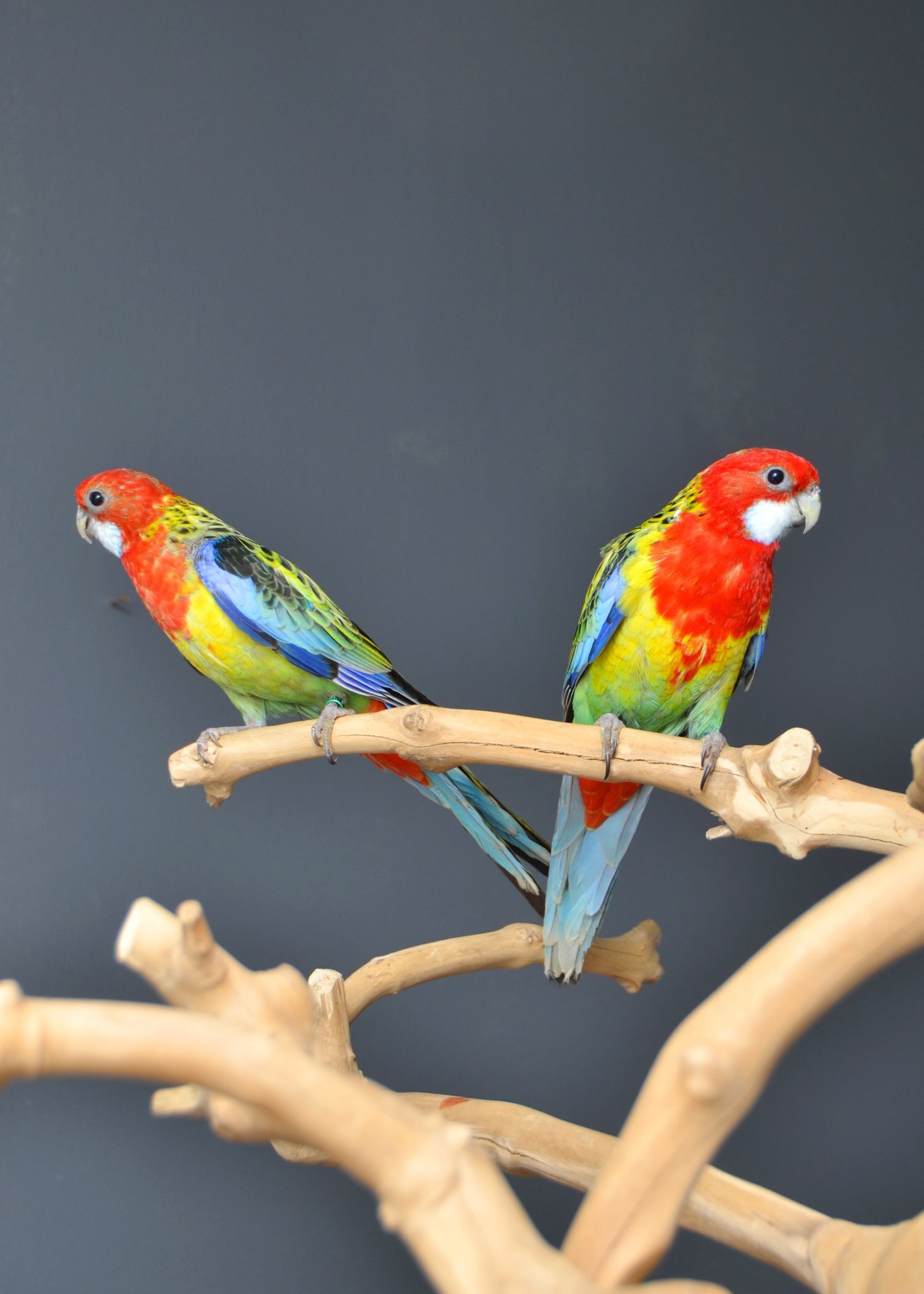 golden-mantled Rosella’s available. - {CATEGORY}