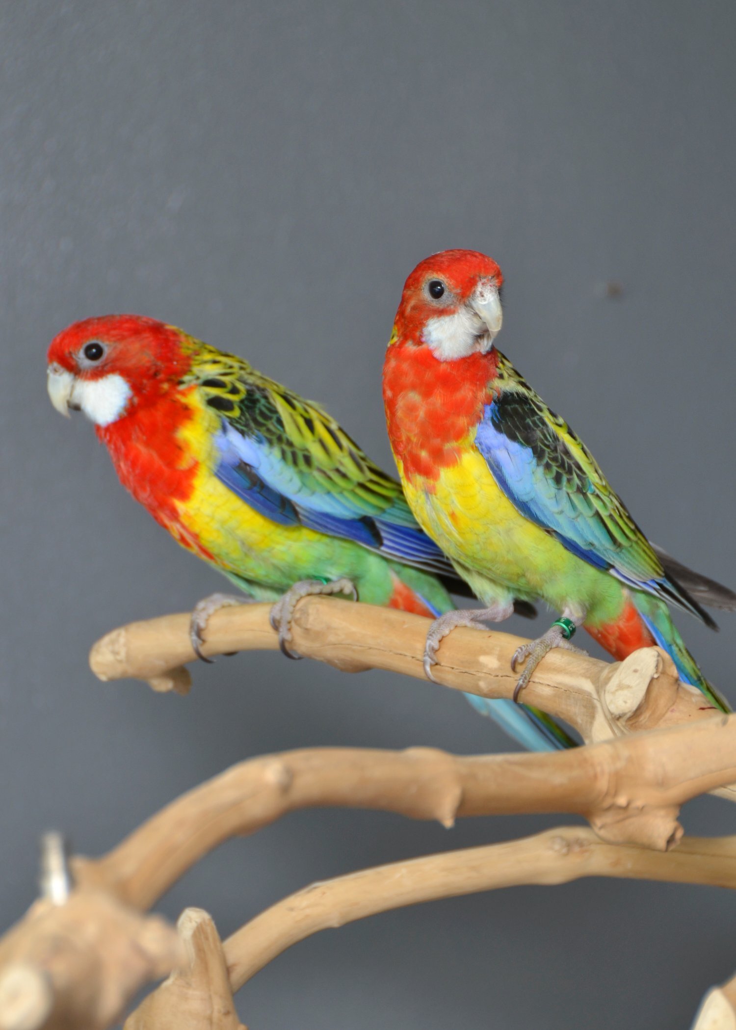 golden-mantled Rosella’s available. 