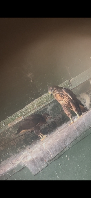 Common buzzards for sale