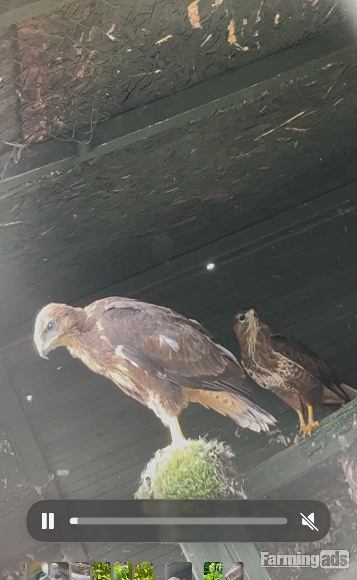 Common buzzards for sale