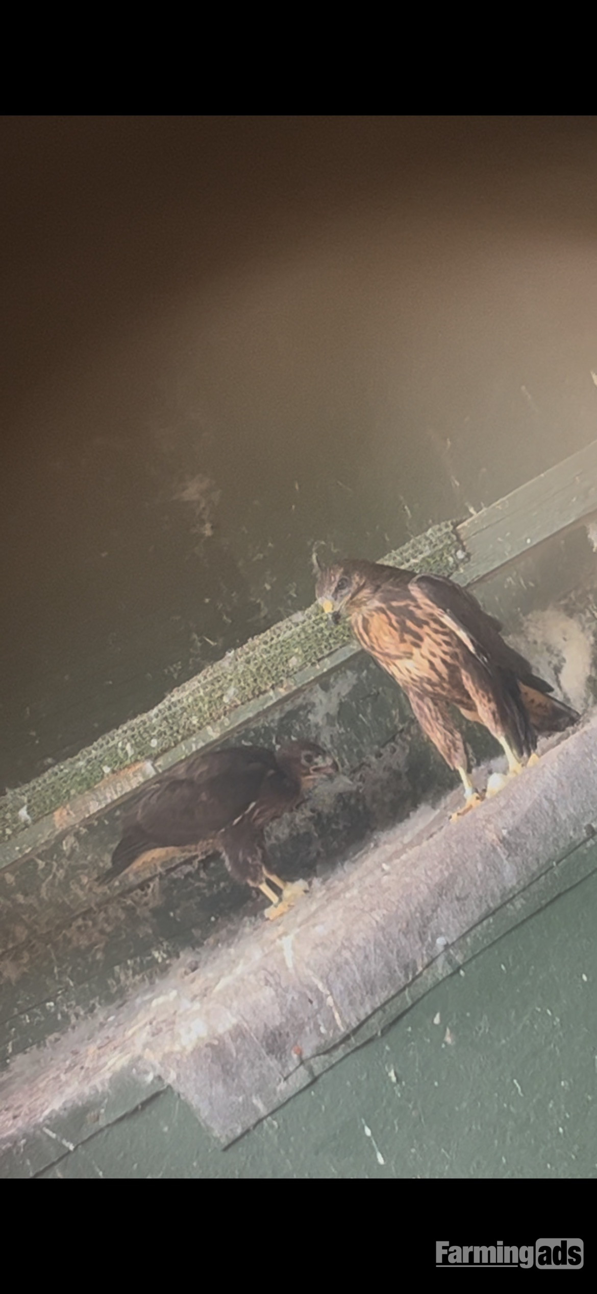 Common buzzards for sale