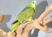 Baby Blue fronted Amazon Talking Parrot
