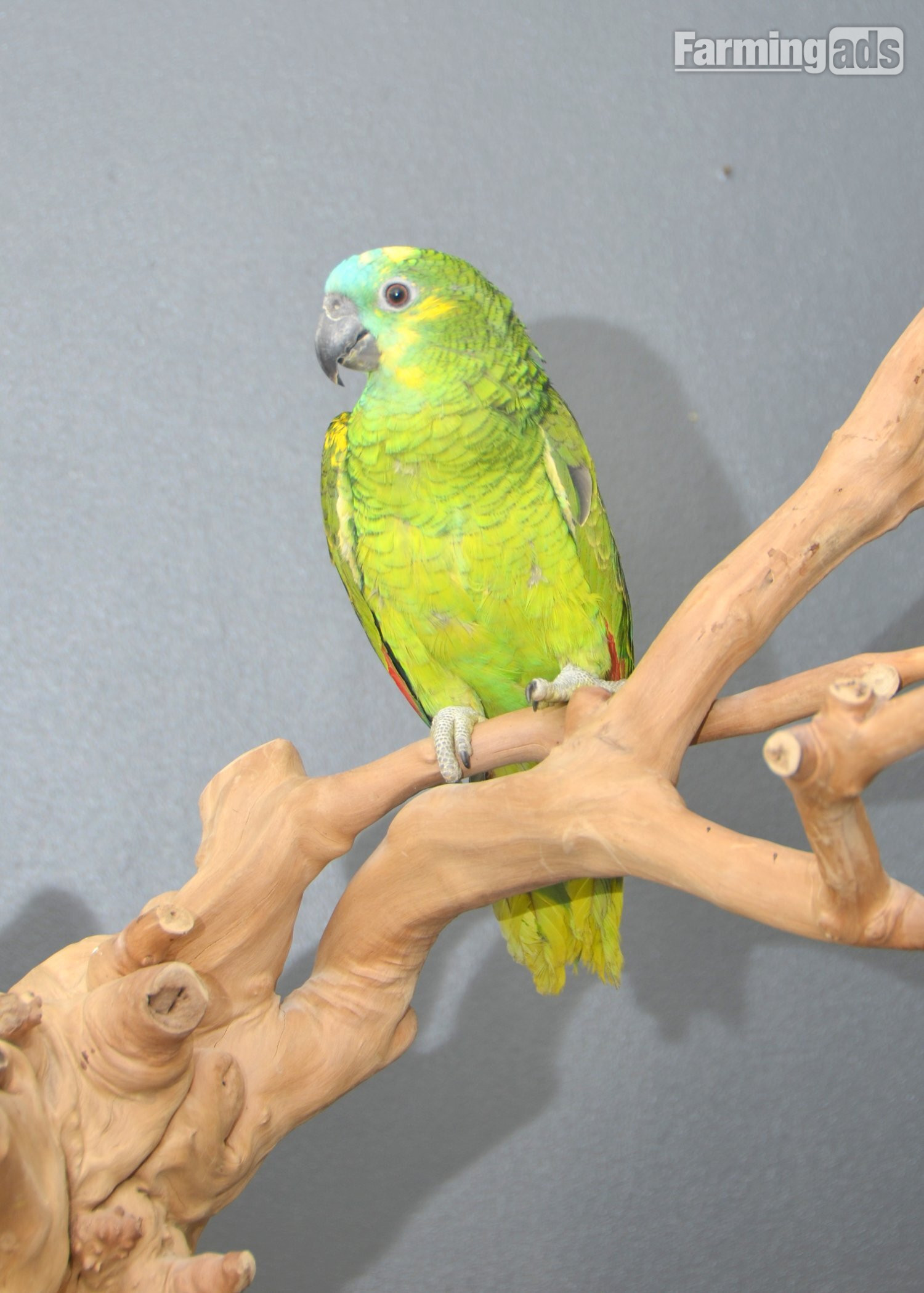 Baby Blue fronted Amazon Talking Parrot