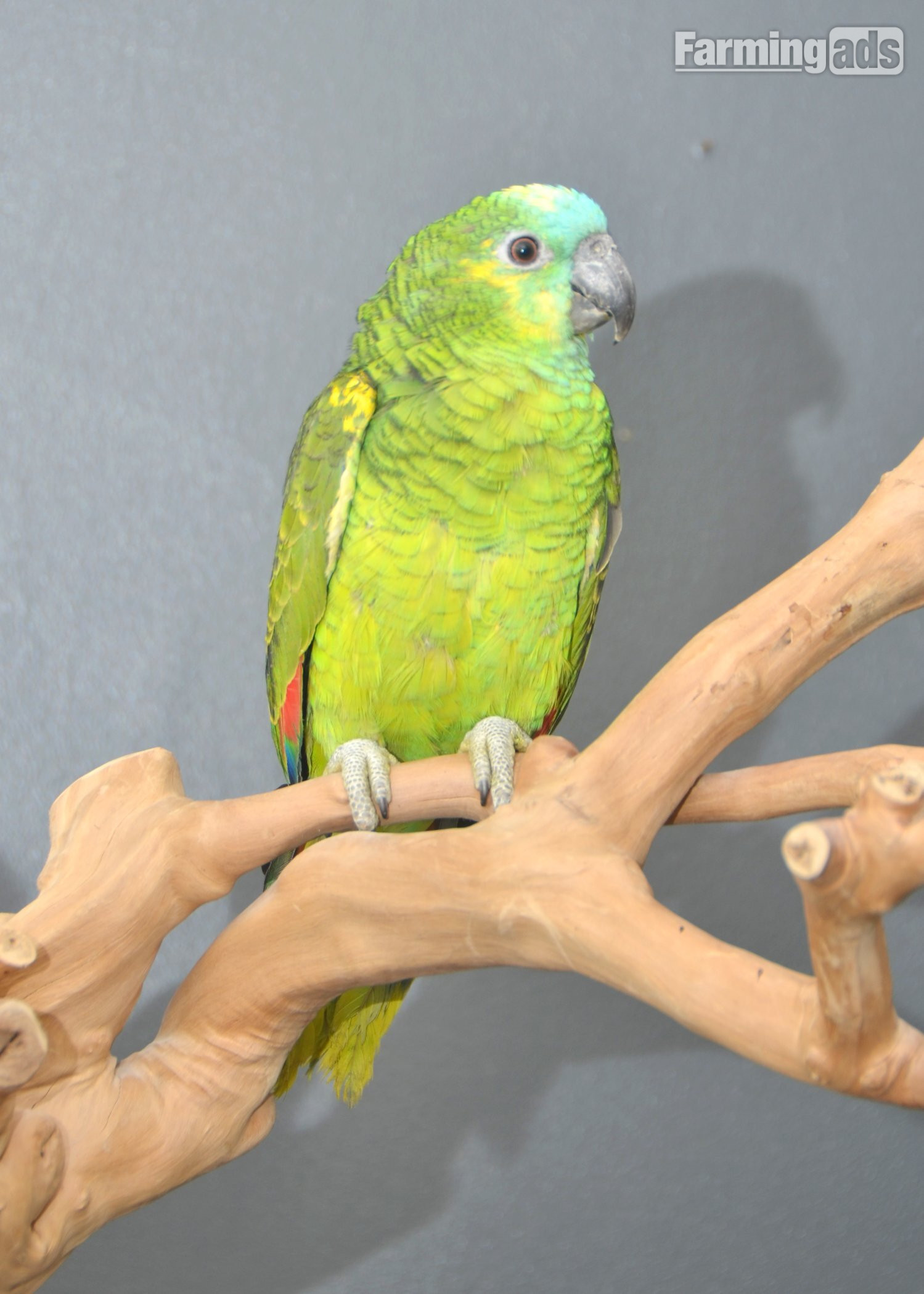  Baby Blue fronted Amazon Talking Parrot