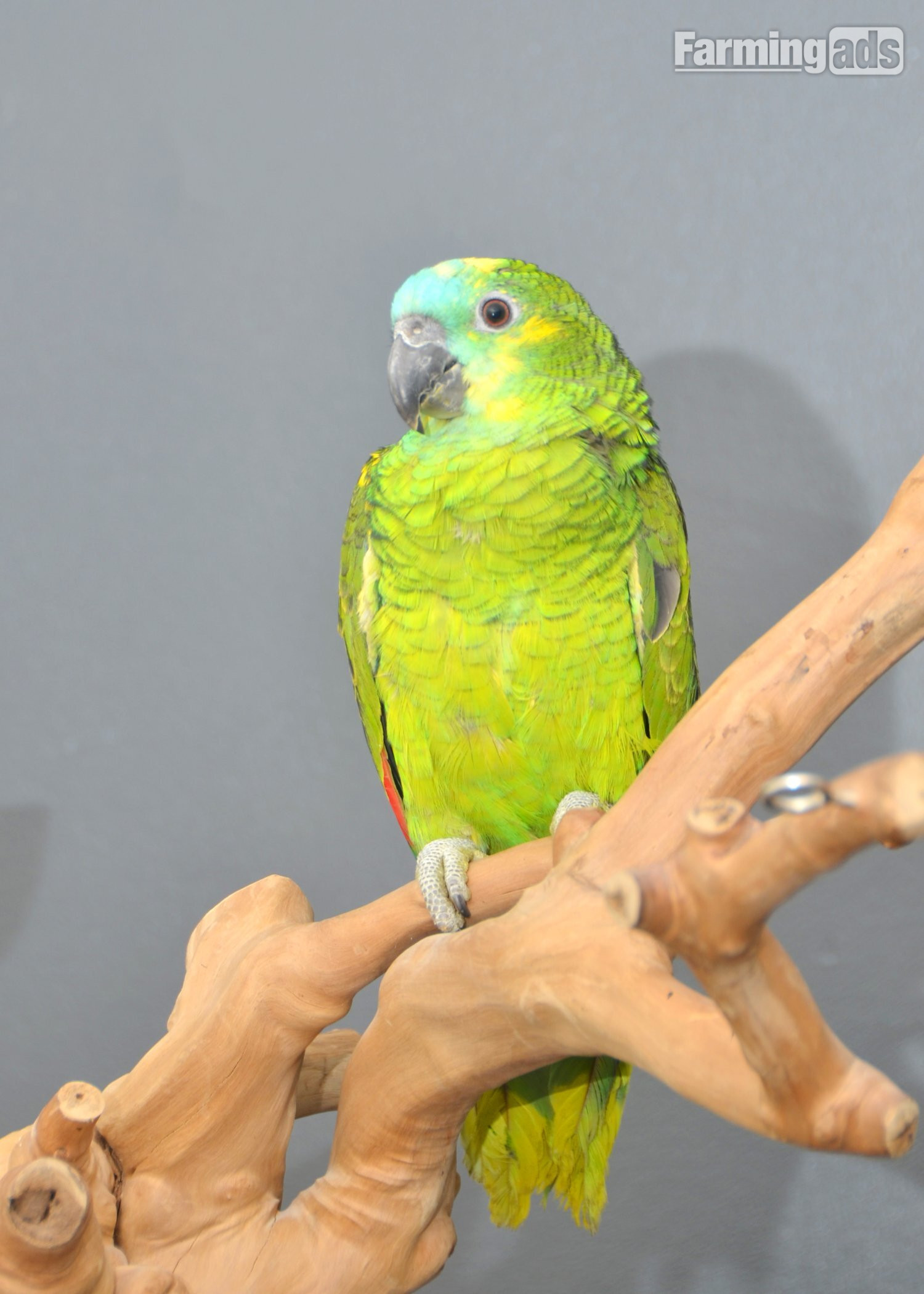 Baby Blue fronted Amazon Talking Parrot - {CATEGORY}
