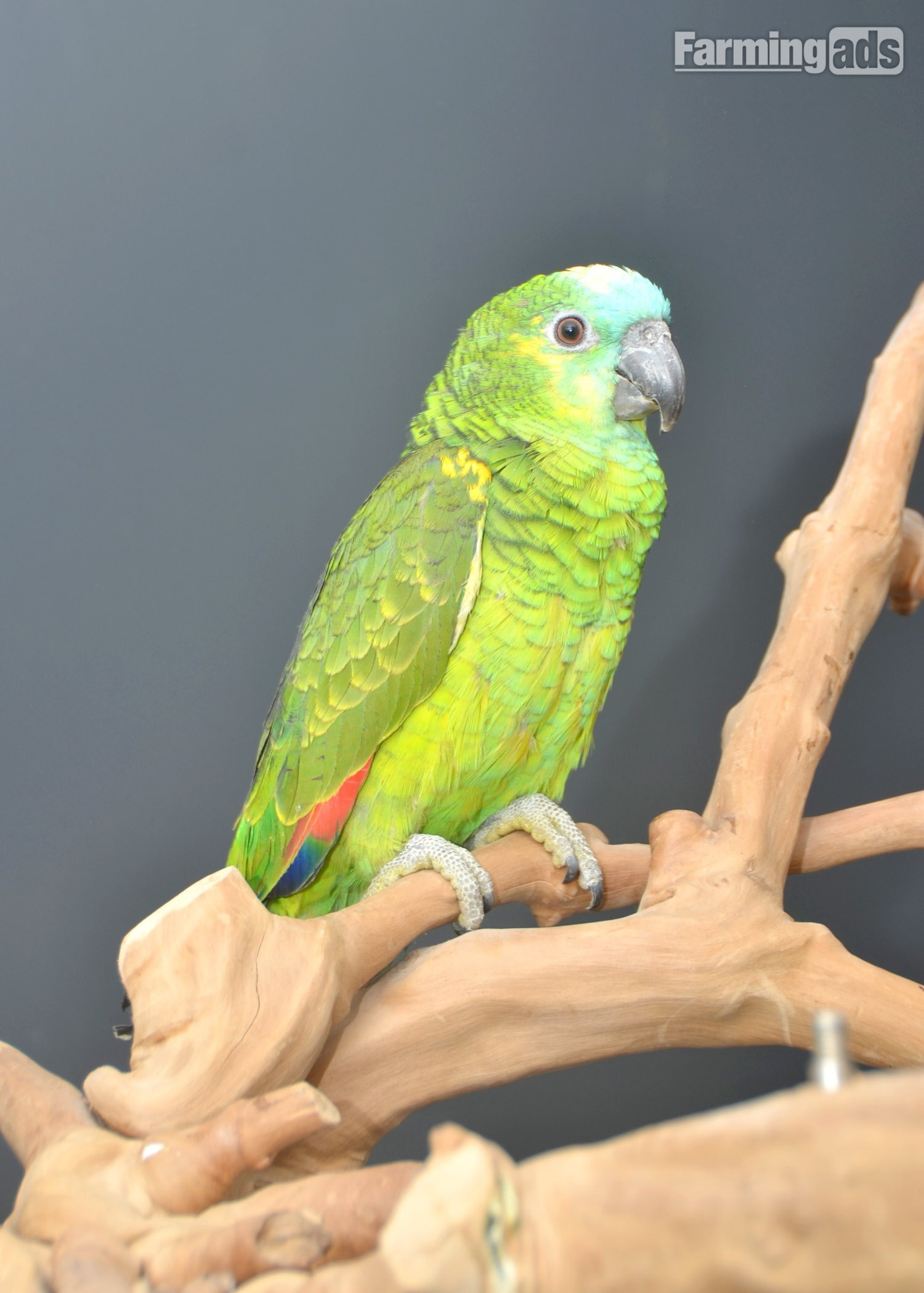 Baby Blue fronted Amazon Talking Parrot - {CATEGORY}
