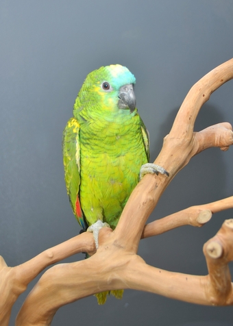Baby Blue fronted Amazon Talking Parrot