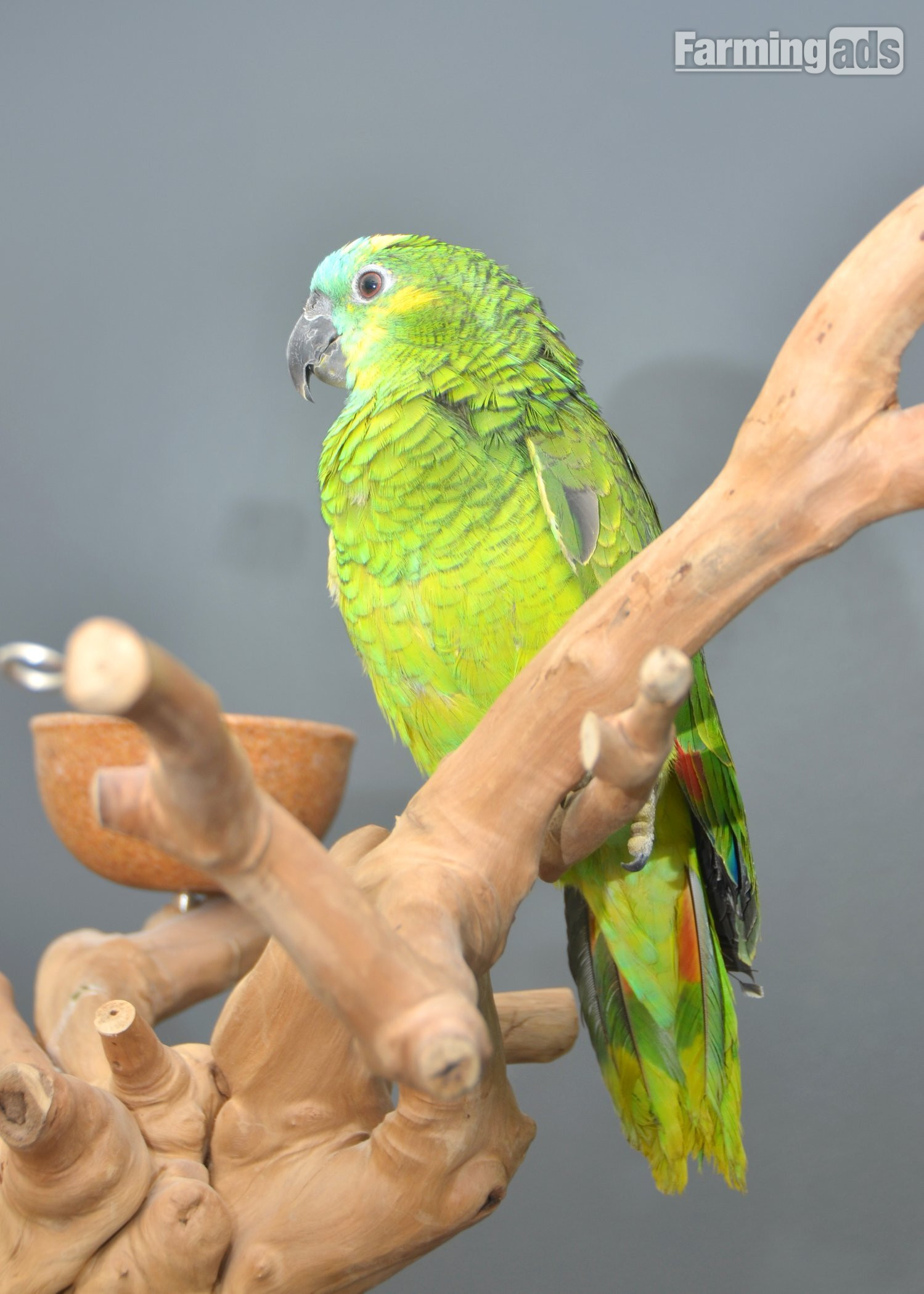Baby Blue fronted Amazon Talking Parrot 