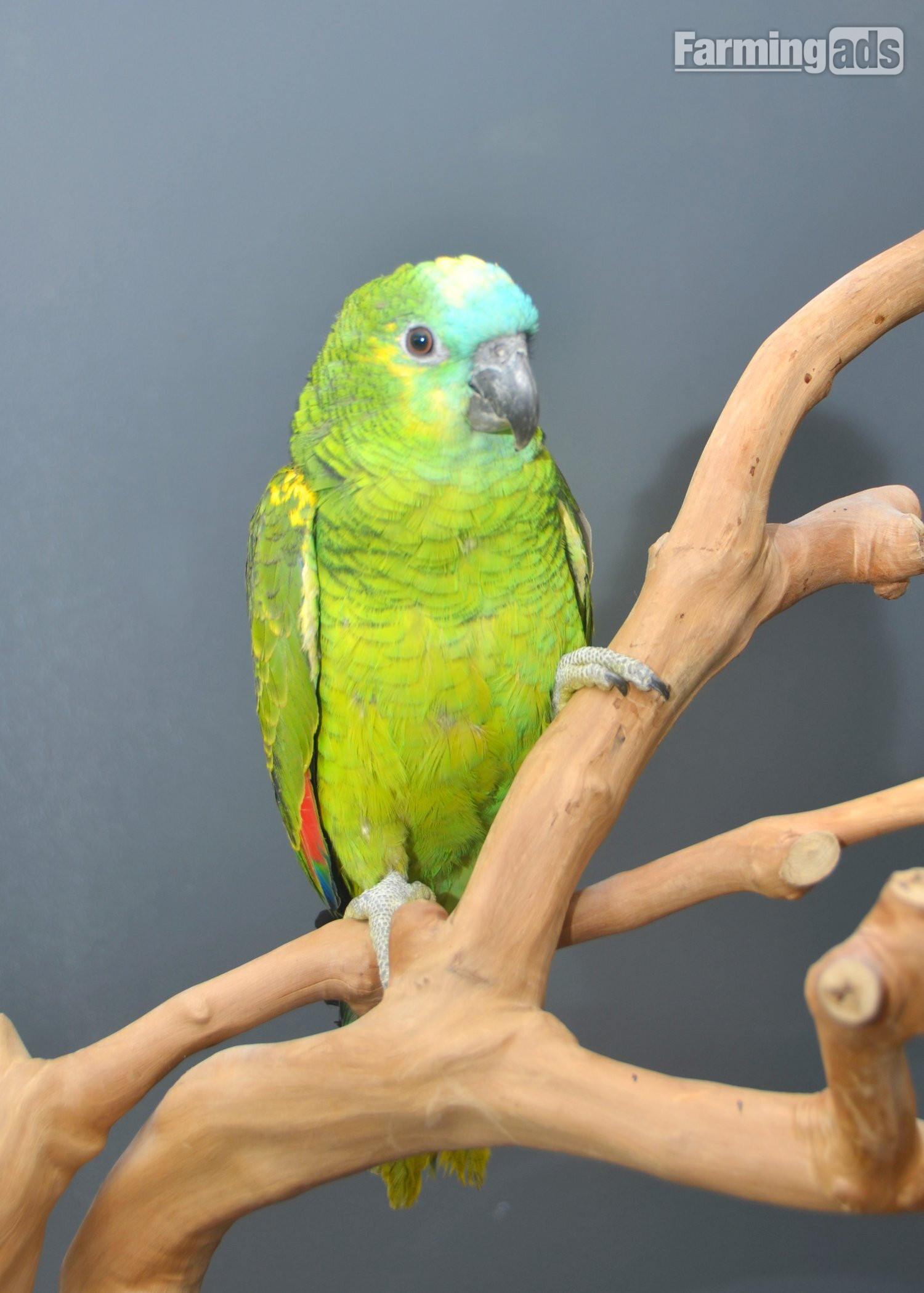 {CATEGORY} - Baby Blue fronted Amazon Talking Parrot